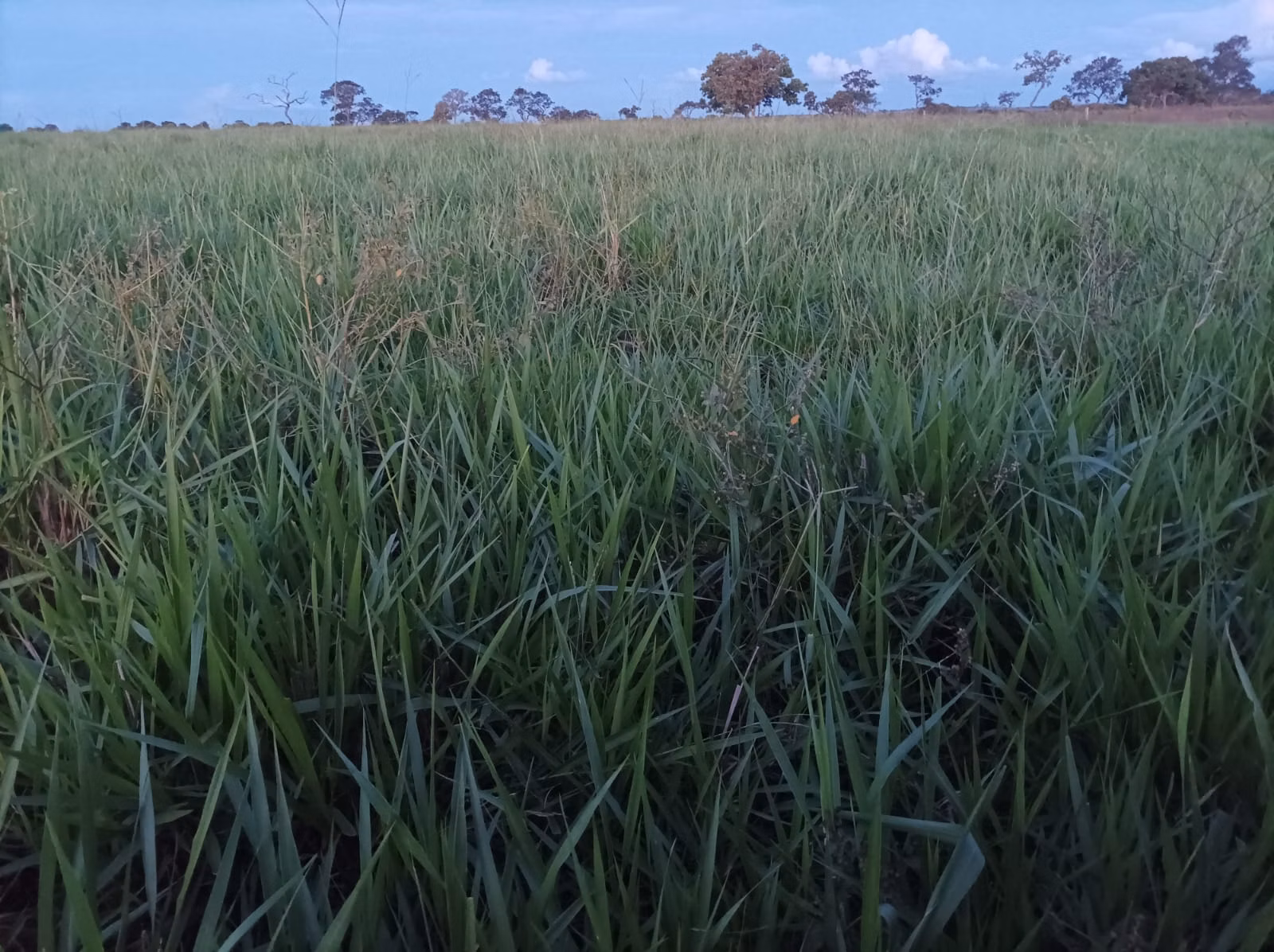 Fazenda de 380 ha em Aparecida do Taboado, MS