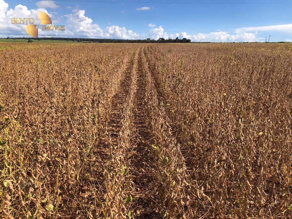 Fazenda de 600 ha em São José do Rio Claro, MT