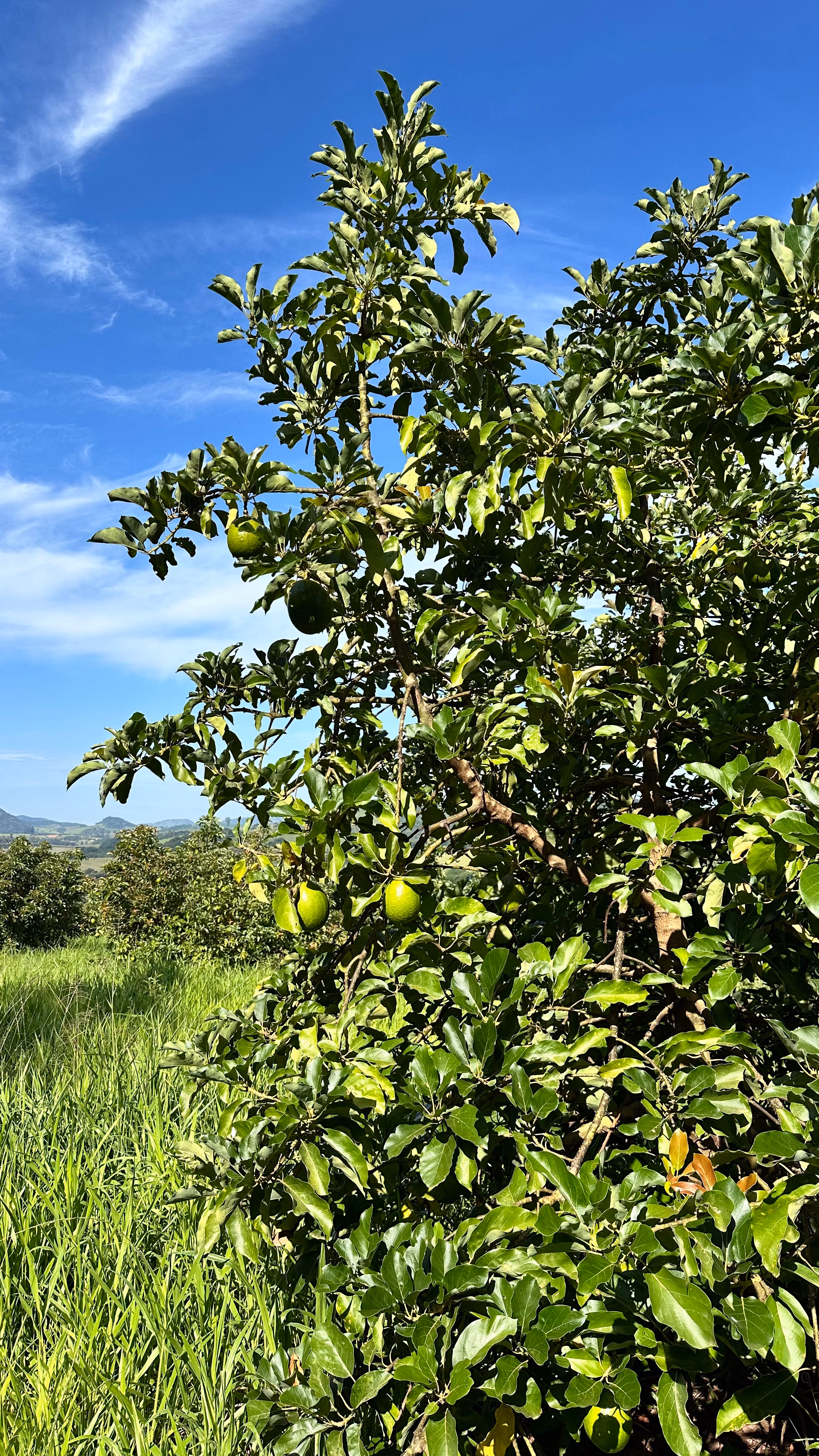 Farm of 334 acres in Campanha, MG, Brazil