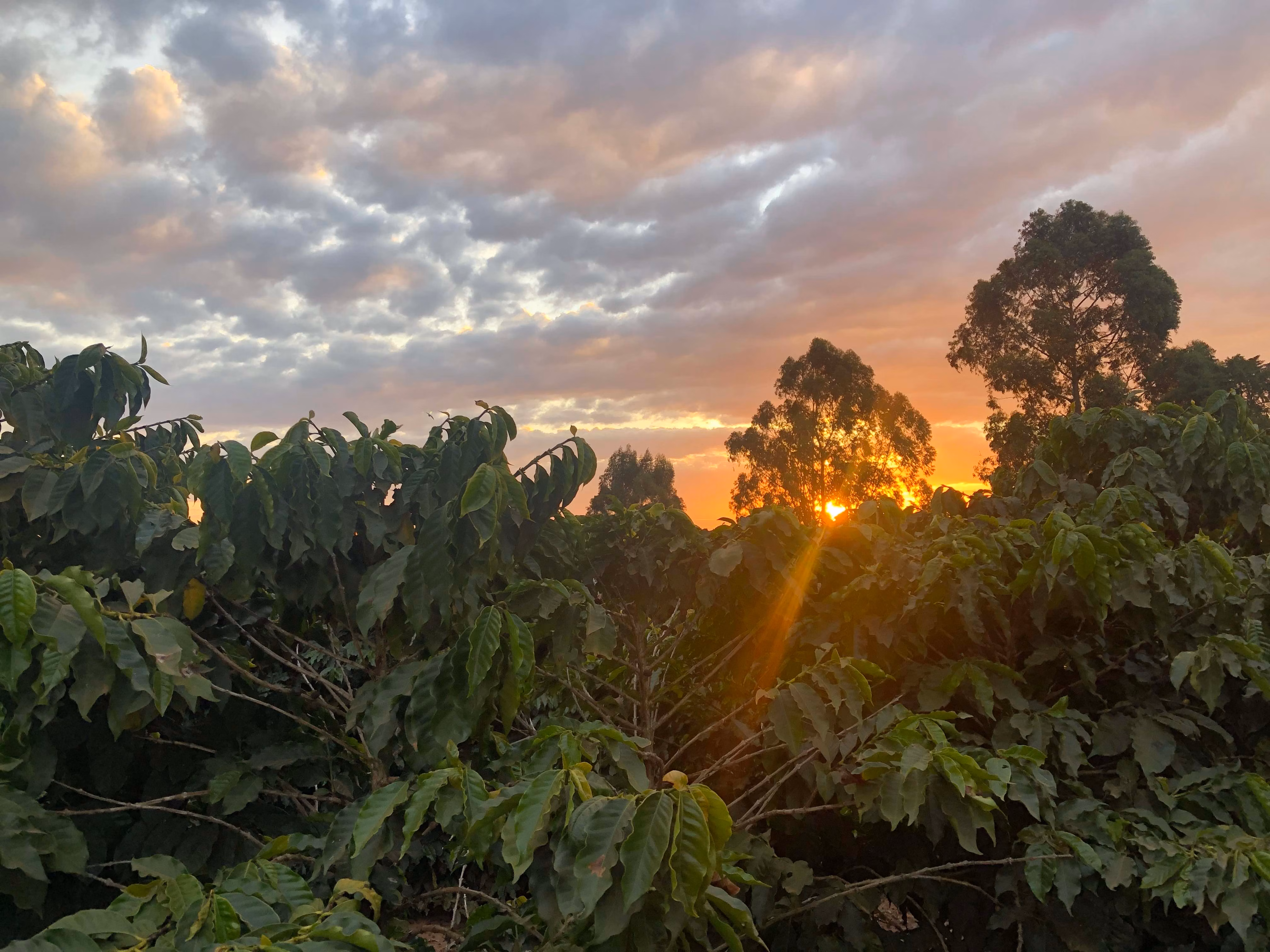 Farm of 334 acres in Campanha, MG, Brazil
