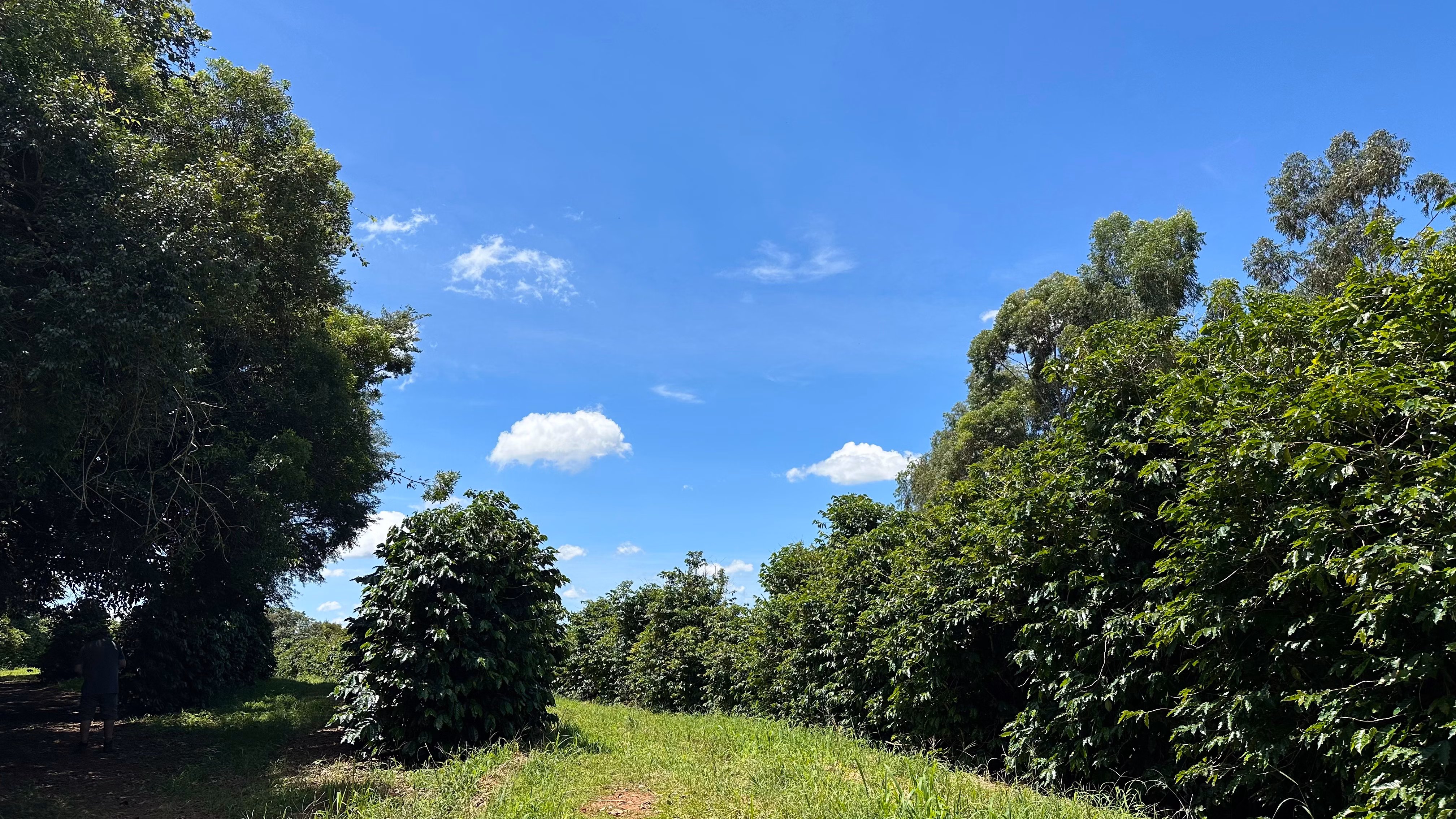 Farm of 334 acres in Campanha, MG, Brazil