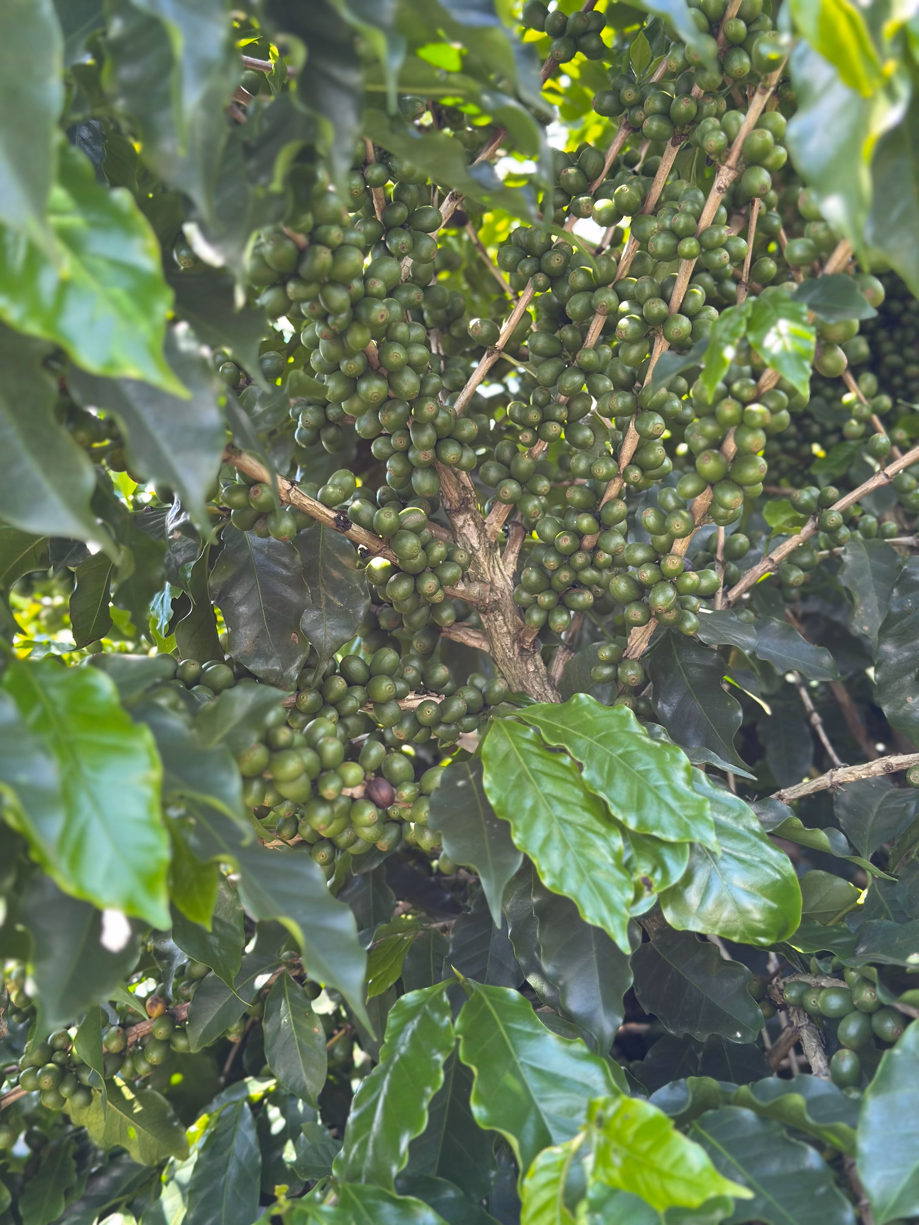 Farm of 334 acres in Campanha, MG, Brazil