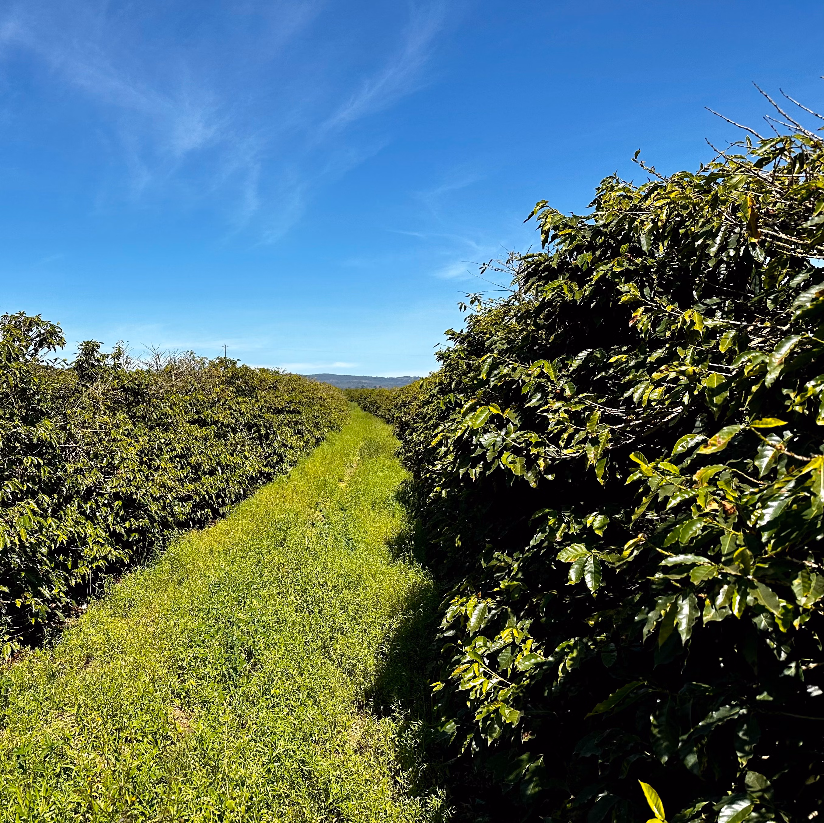 Farm of 334 acres in Campanha, MG, Brazil