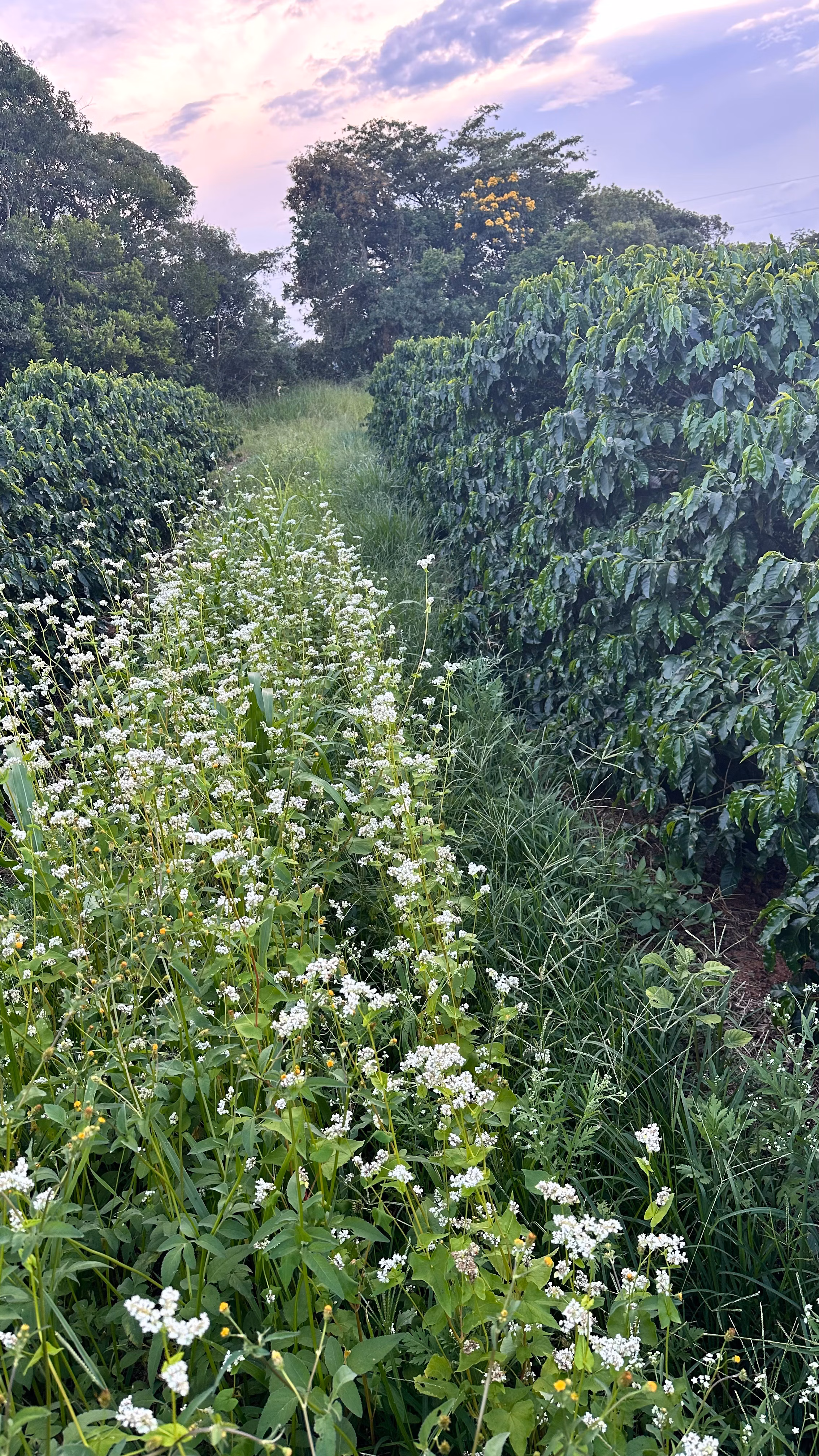 Farm of 334 acres in Campanha, MG, Brazil