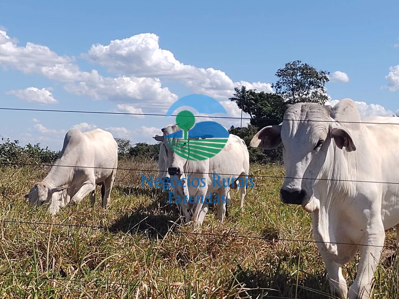 Fazenda de 1.621 ha em Wanderlândia, TO