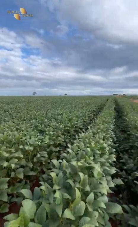 Farm of 10,764 acres in General Carneiro, MT, Brazil