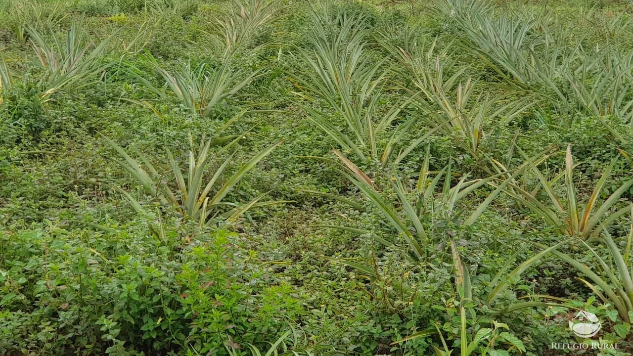 Fazenda de 3.260 ha em Conquista D'Oeste, MT