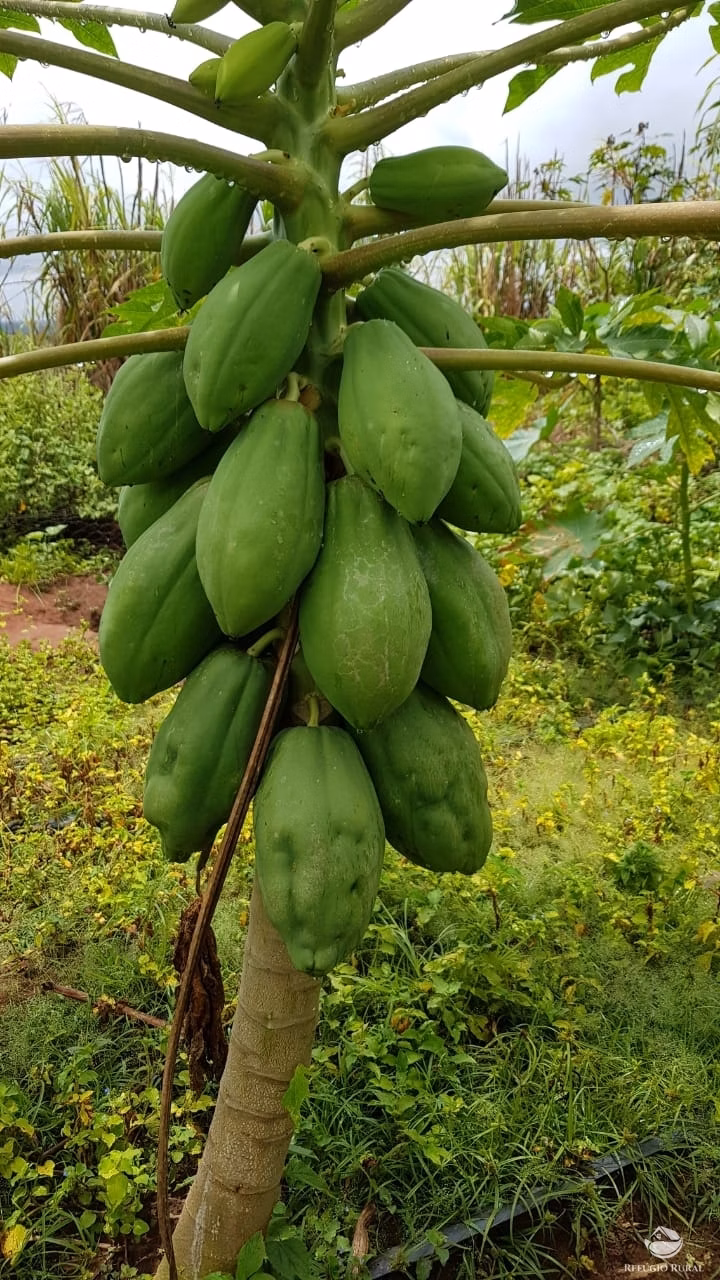 Fazenda de 3.260 ha em Conquista D'Oeste, MT