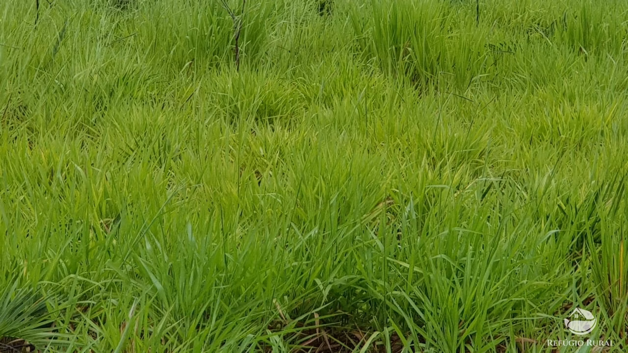 Fazenda de 3.260 ha em Conquista D'Oeste, MT