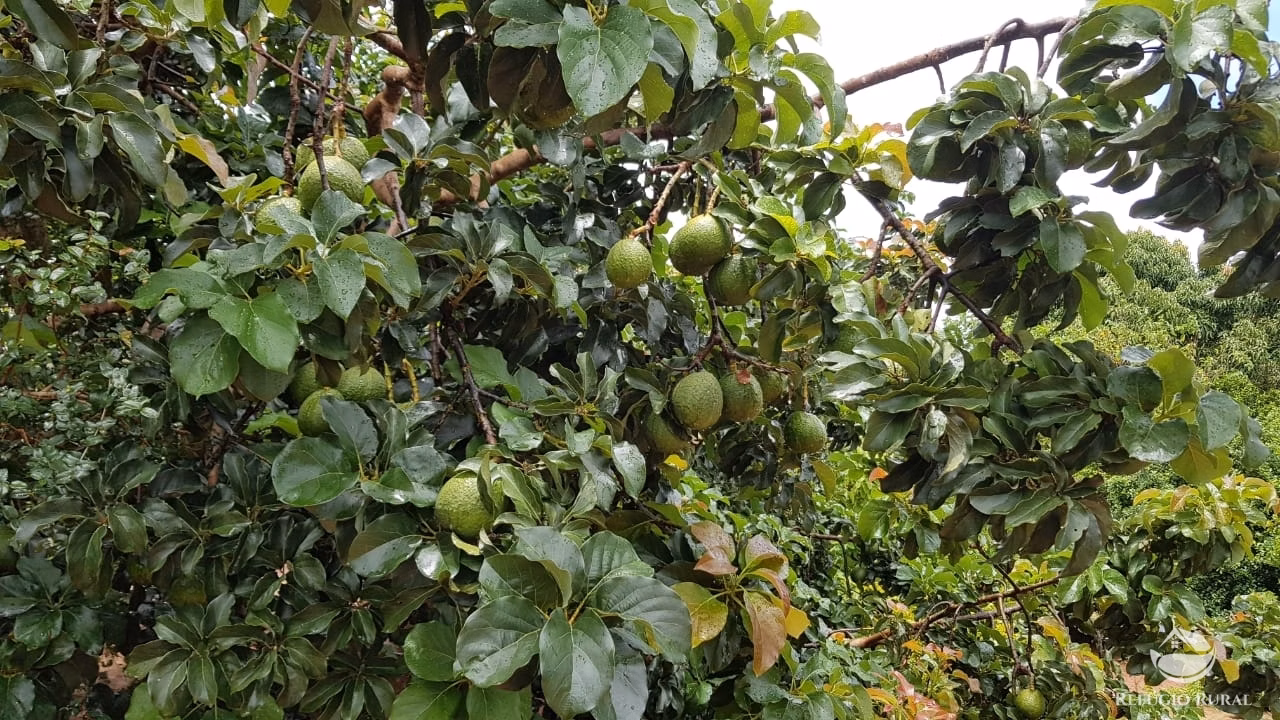Fazenda de 3.260 ha em Conquista D'Oeste, MT