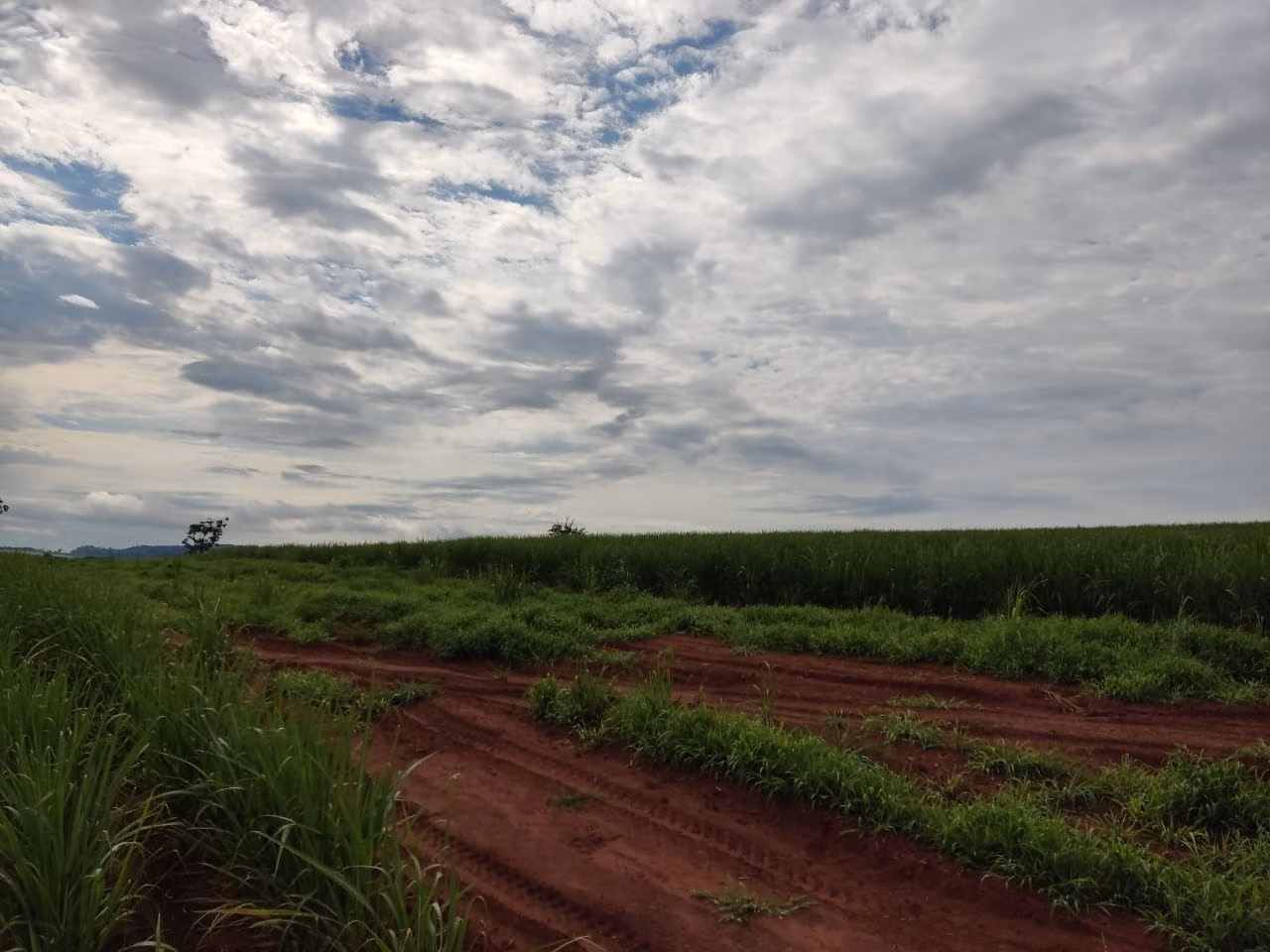 Fazenda de 733 ha em Altinópolis, SP