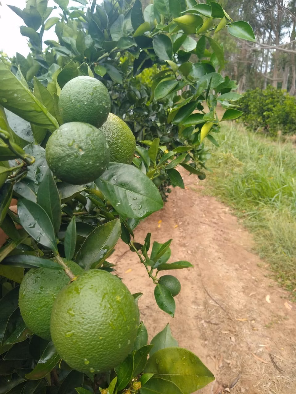 Fazenda de 426 ha em Araraquara, SP