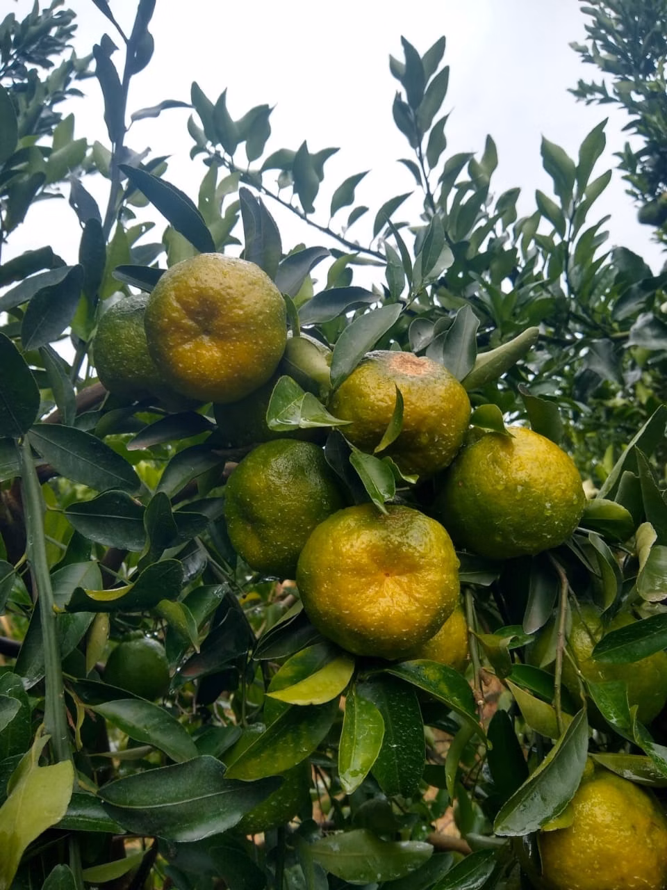 Fazenda de 426 ha em Araraquara, SP
