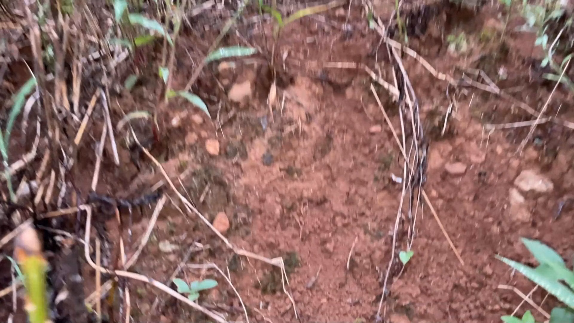 Chácara de 6 ha em Nova Hartz, RS