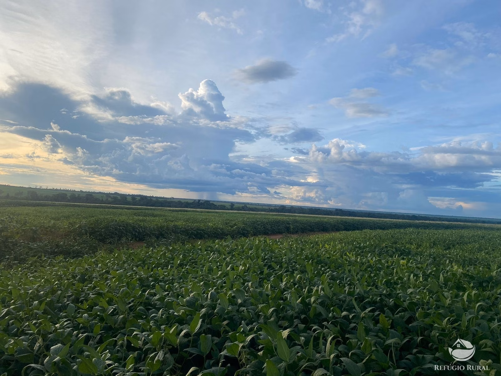 Fazenda de 3.700 ha em Gaúcha do Norte, MT