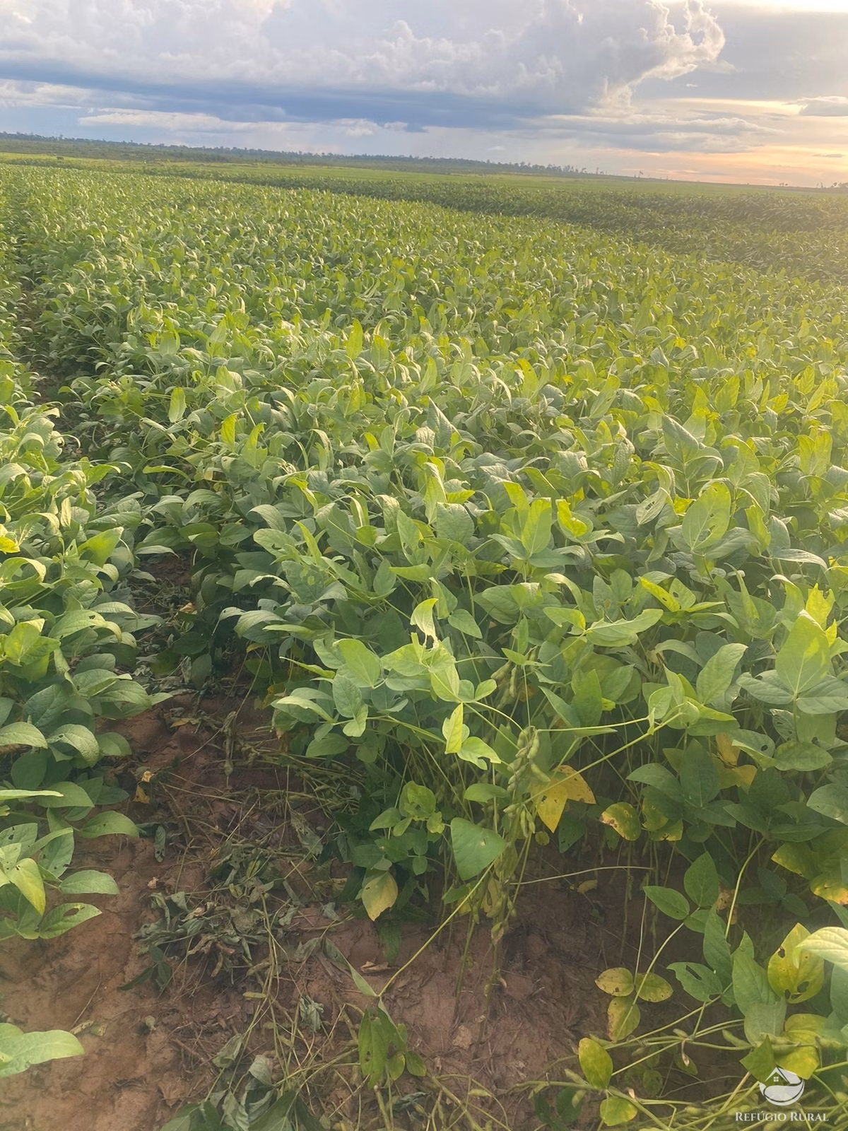 Fazenda de 3.700 ha em Gaúcha do Norte, MT