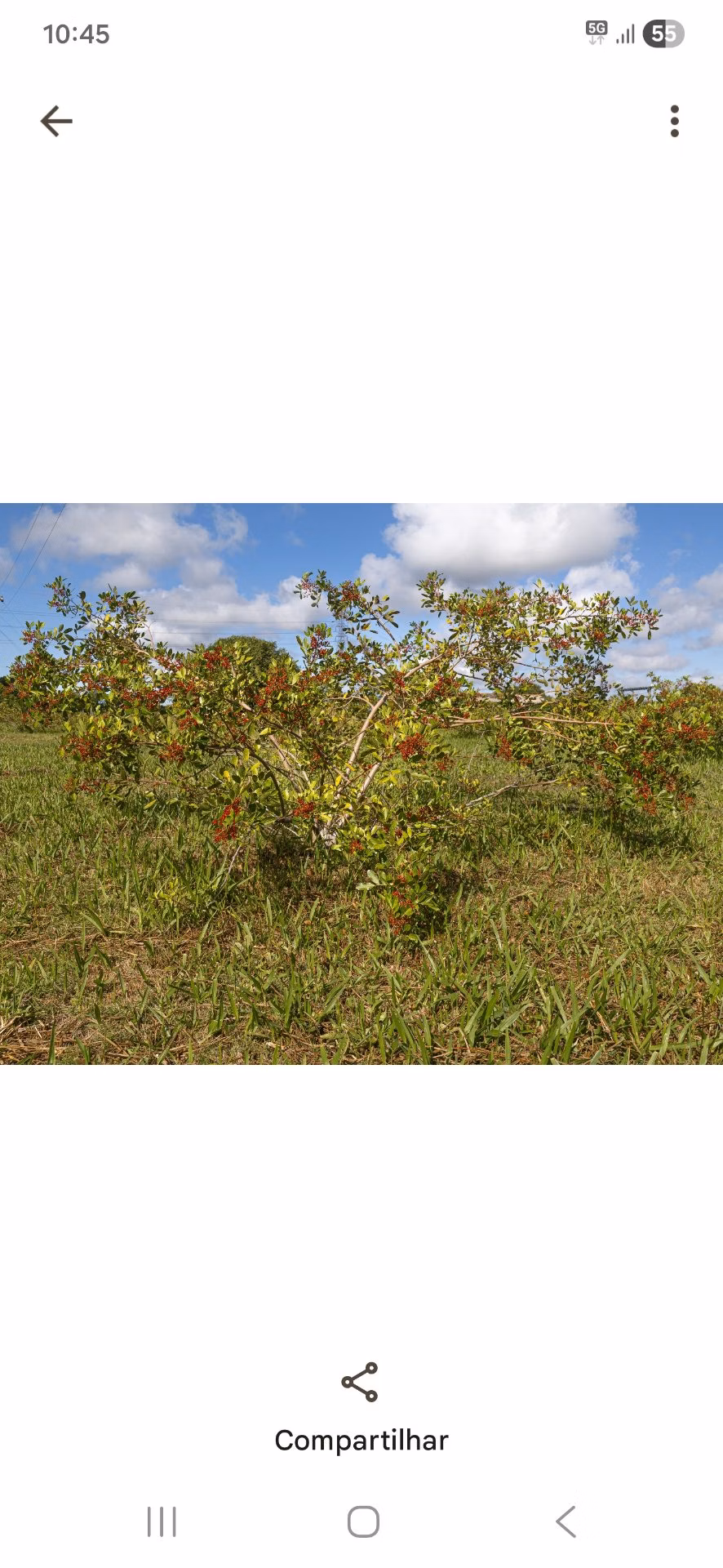 Fazenda à venda e para arrendar de 52 ha em Linhares, ES