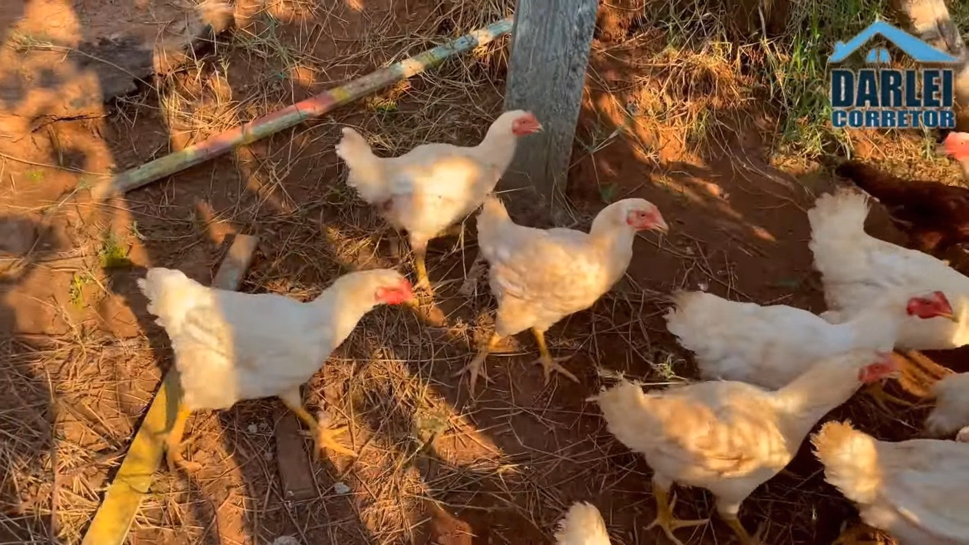 Chácara de 5 ha em Taquara, RS