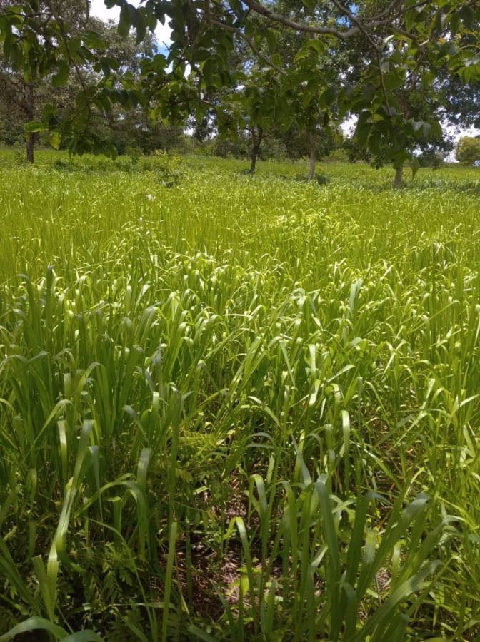 Fazenda de 189 ha em Ponto Chique, MG