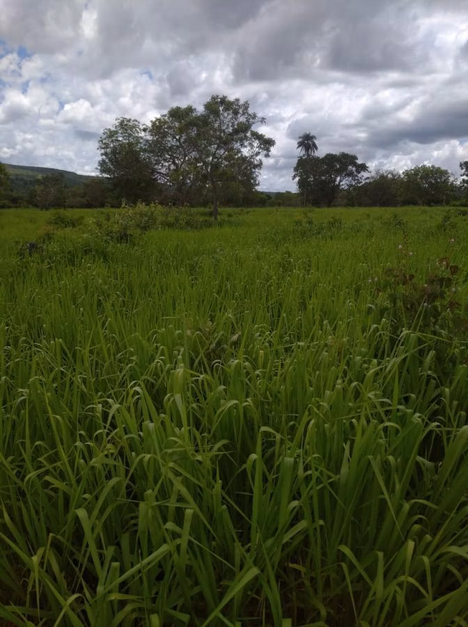 Fazenda de 189 ha em Ponto Chique, MG