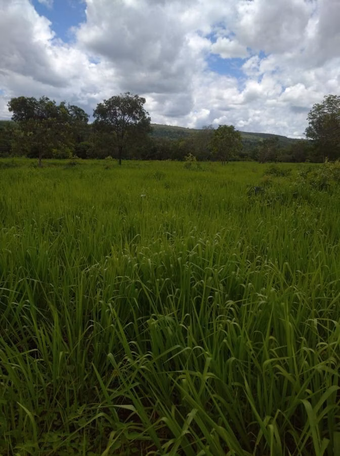 Fazenda de 189 ha em Ponto Chique, MG