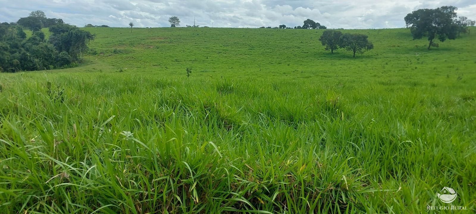 Fazenda de 700 ha em Camapuã, MS