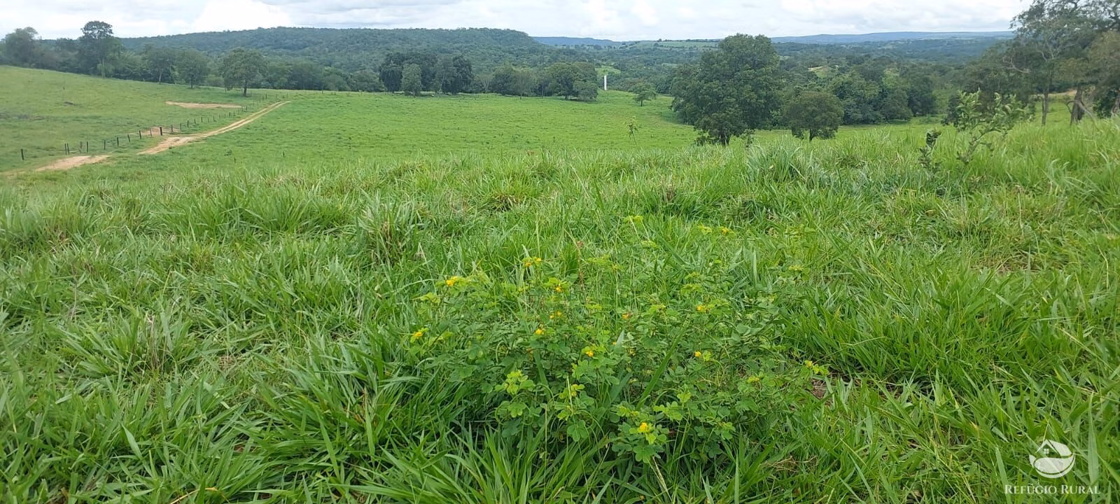 Fazenda de 700 ha em Camapuã, MS