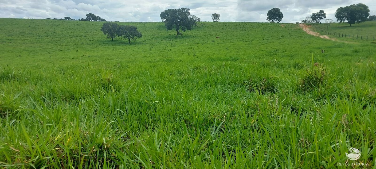 Fazenda de 700 ha em Camapuã, MS
