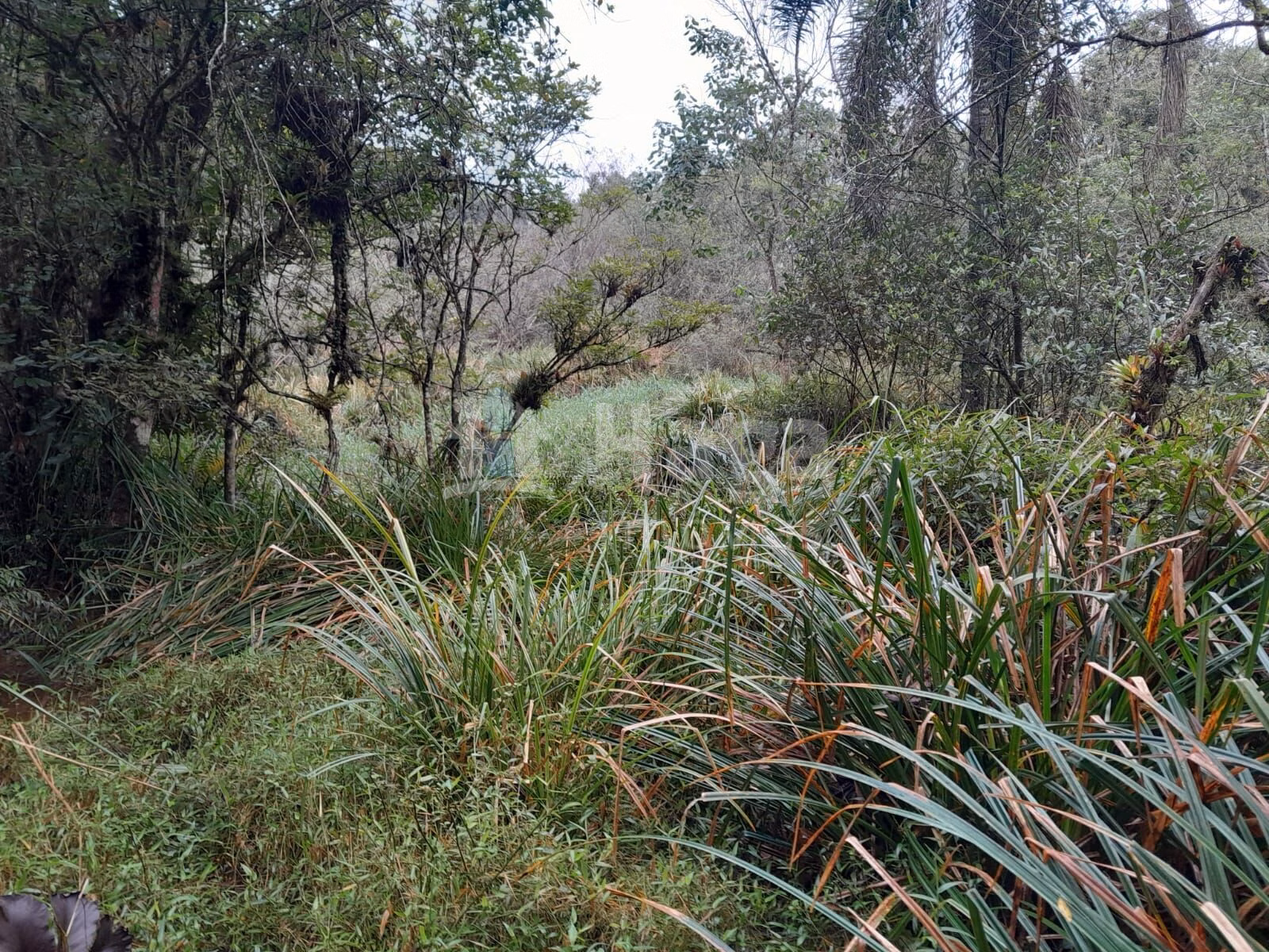 Fazenda de 20 ha em Turvo, SC