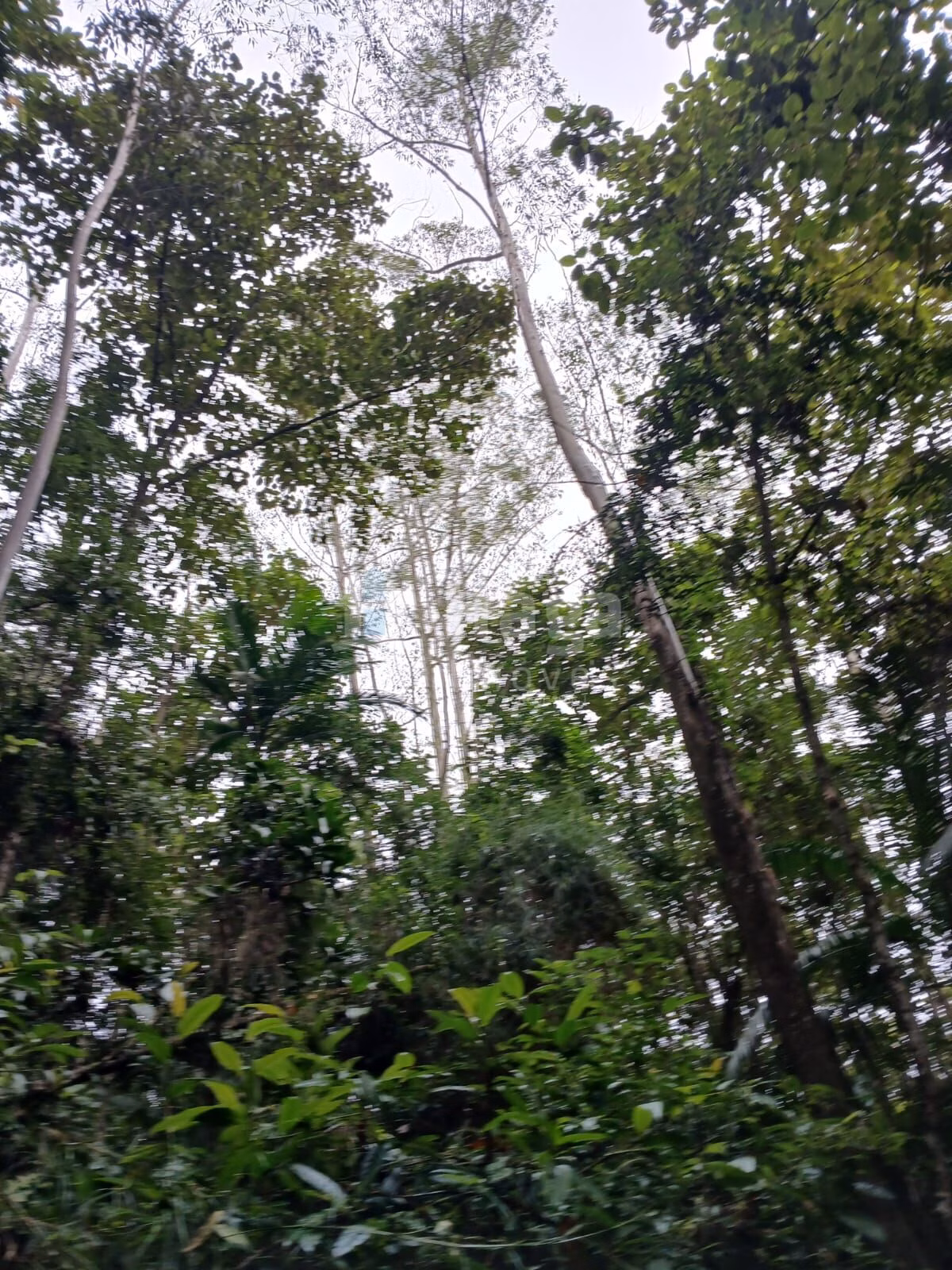 Fazenda de 20 ha em Turvo, SC