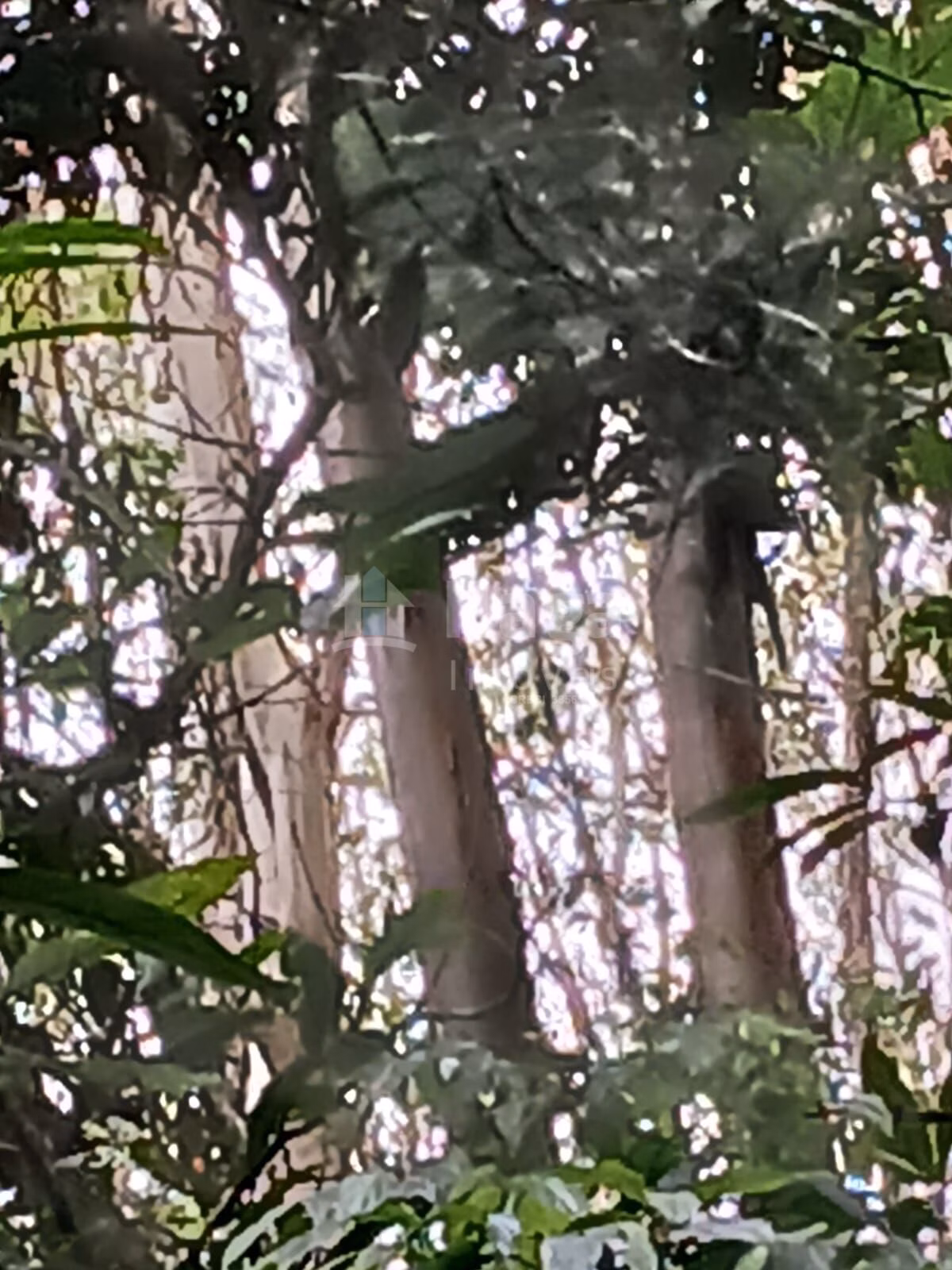 Fazenda de 20 ha em Turvo, SC