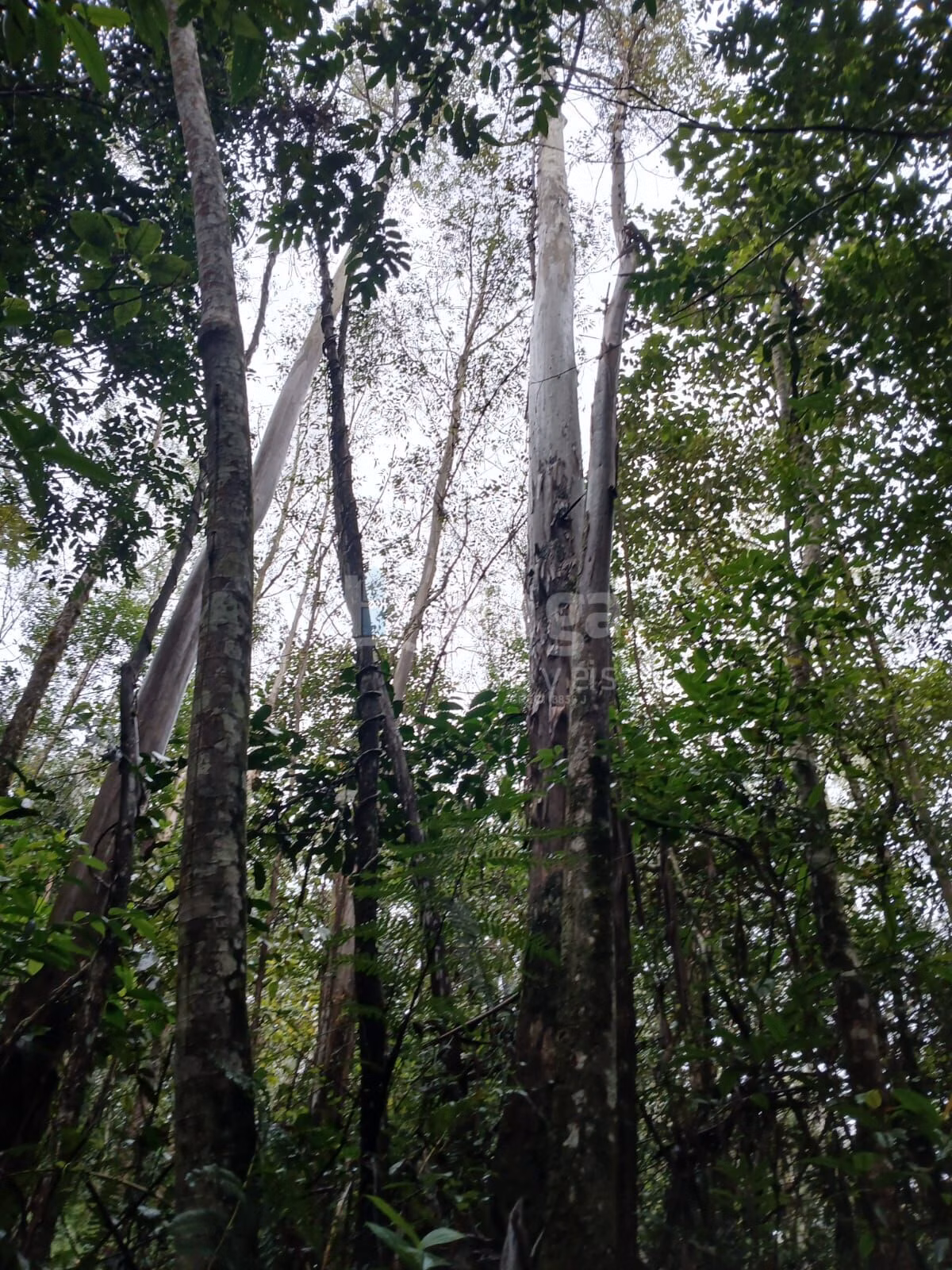 Fazenda de 20 ha em Turvo, SC
