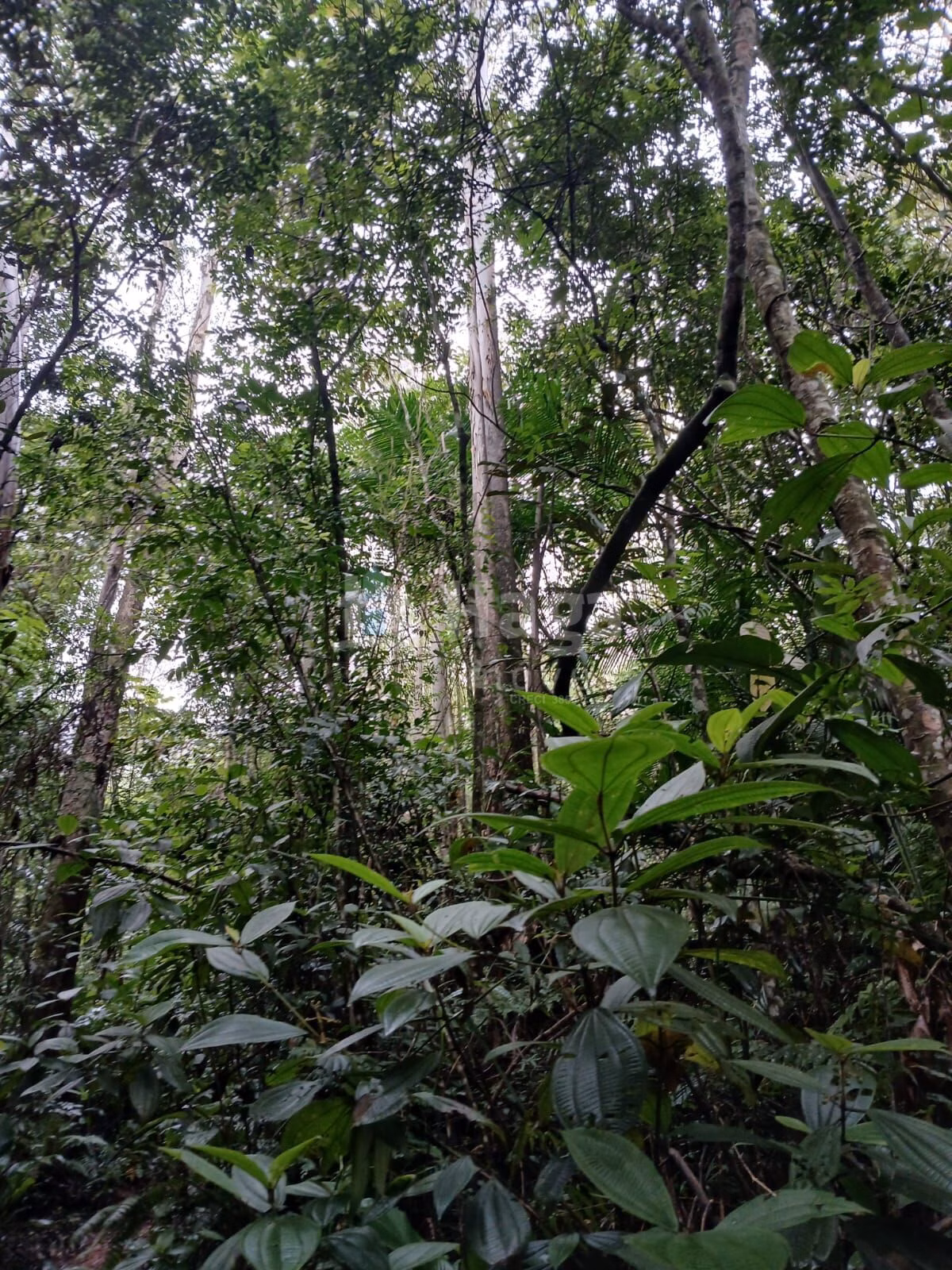 Fazenda de 20 ha em Turvo, SC