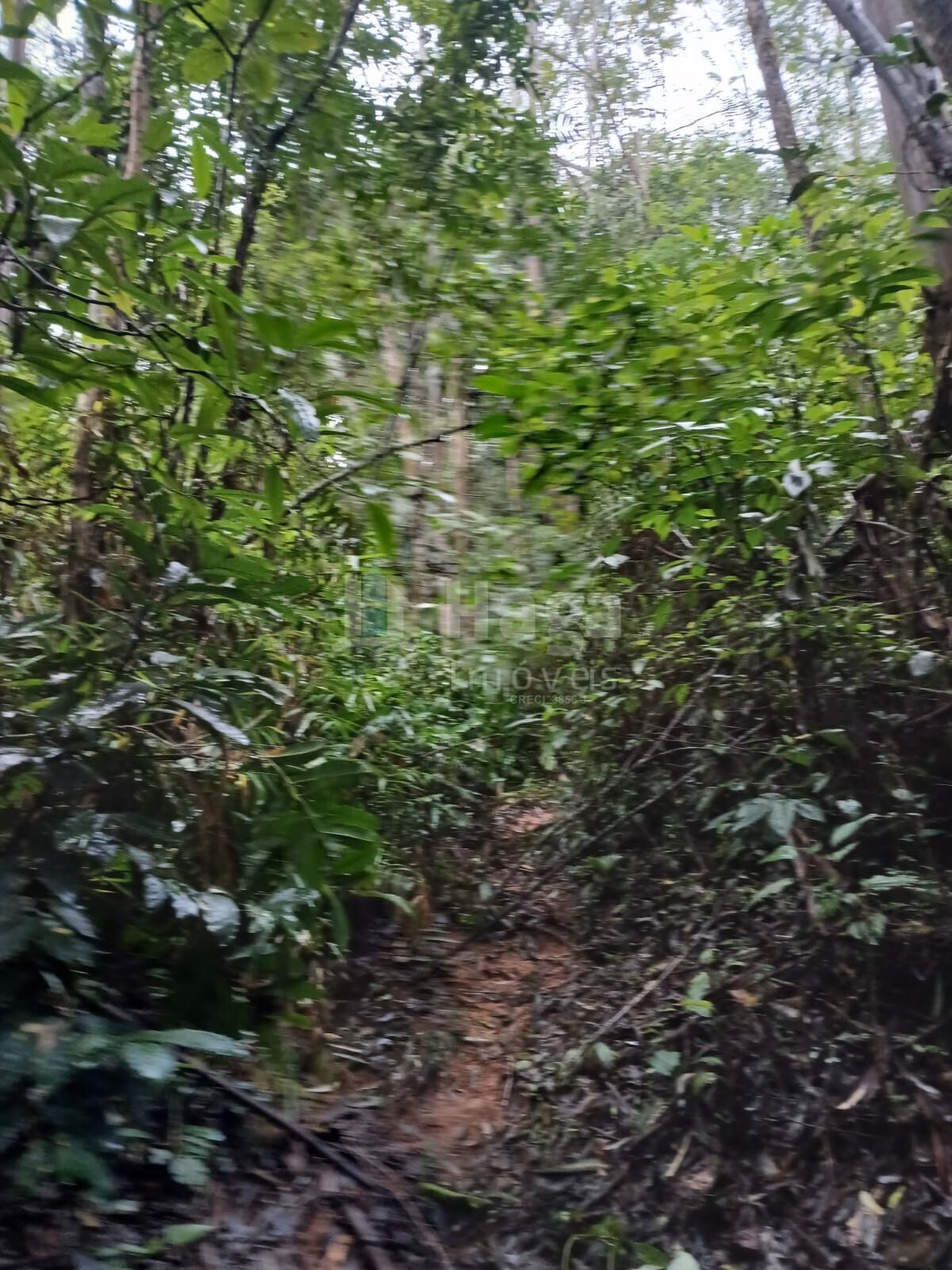 Fazenda de 20 ha em Turvo, SC