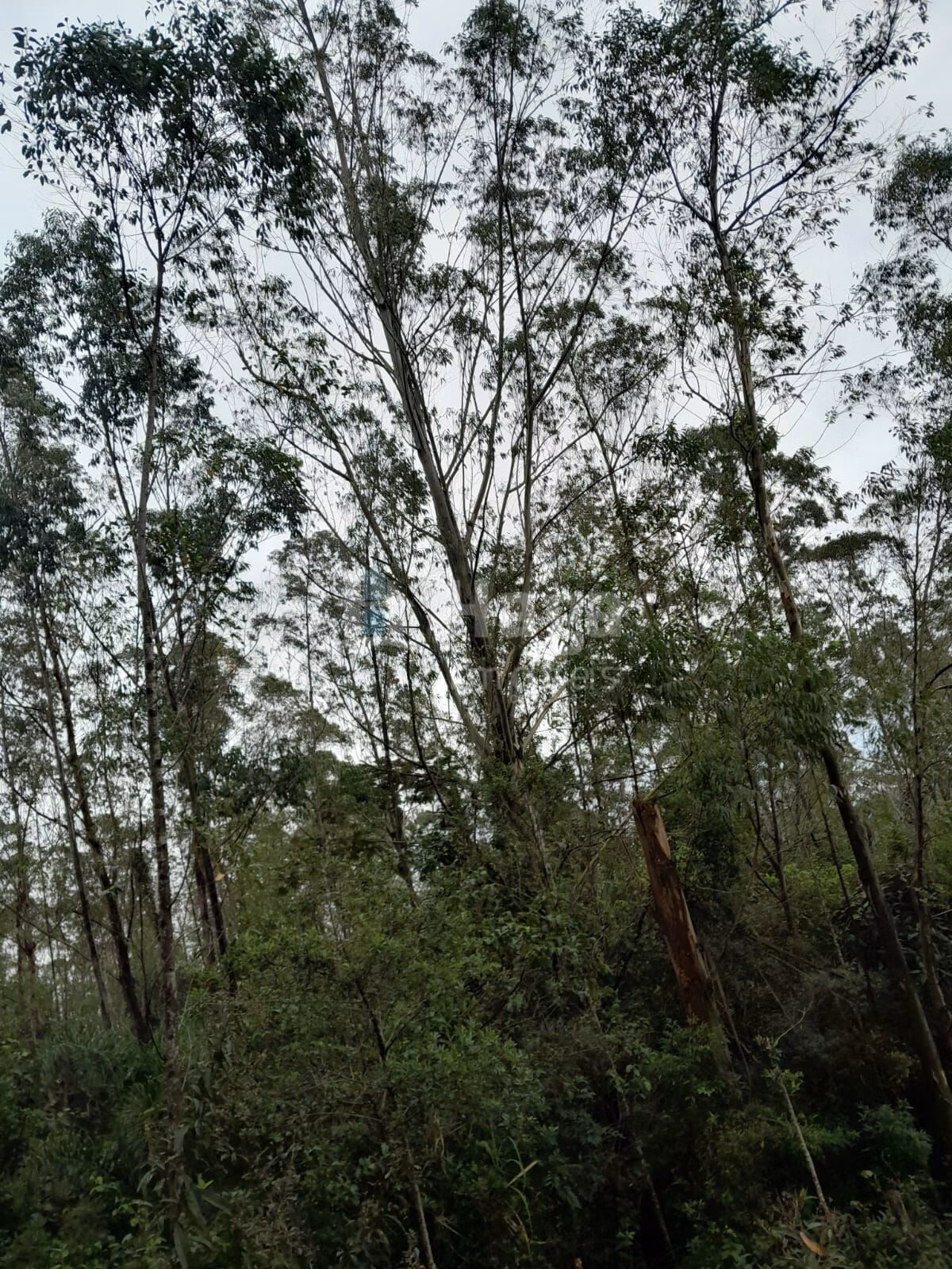 Fazenda de 20 ha em Turvo, SC