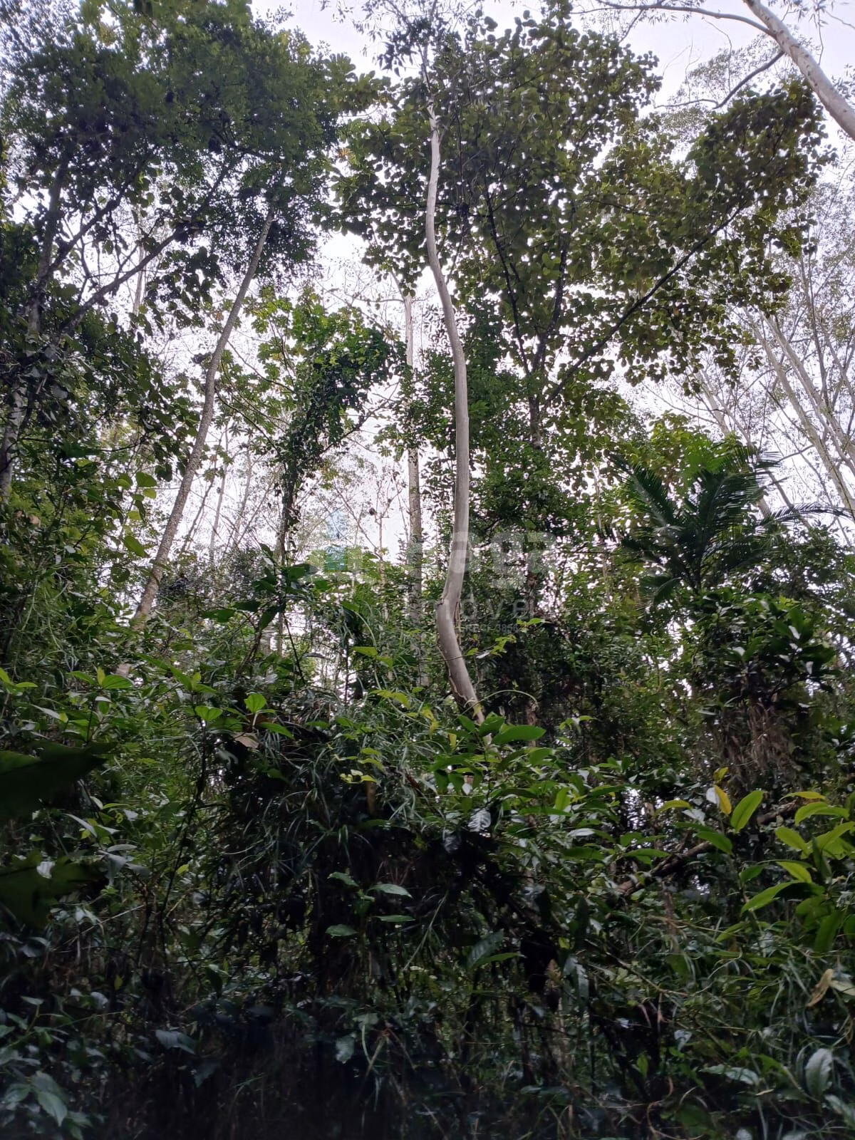 Fazenda de 20 ha em Turvo, SC
