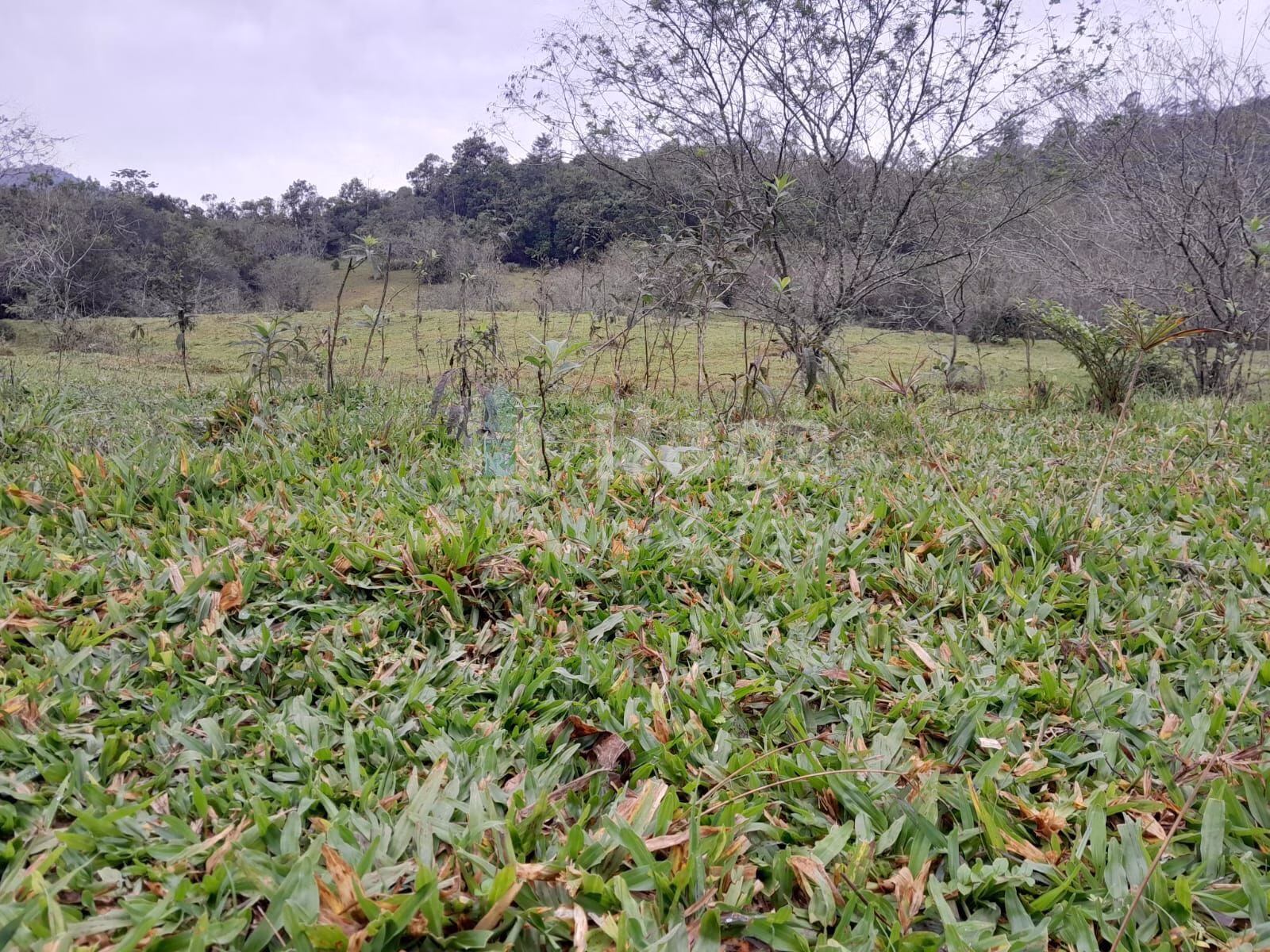 Fazenda de 20 ha em Turvo, SC