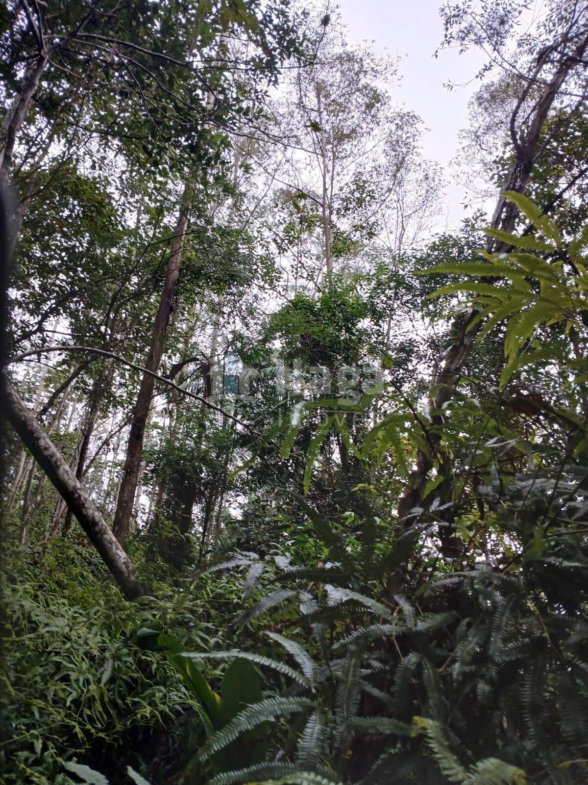 Fazenda de 20 ha em Turvo, SC