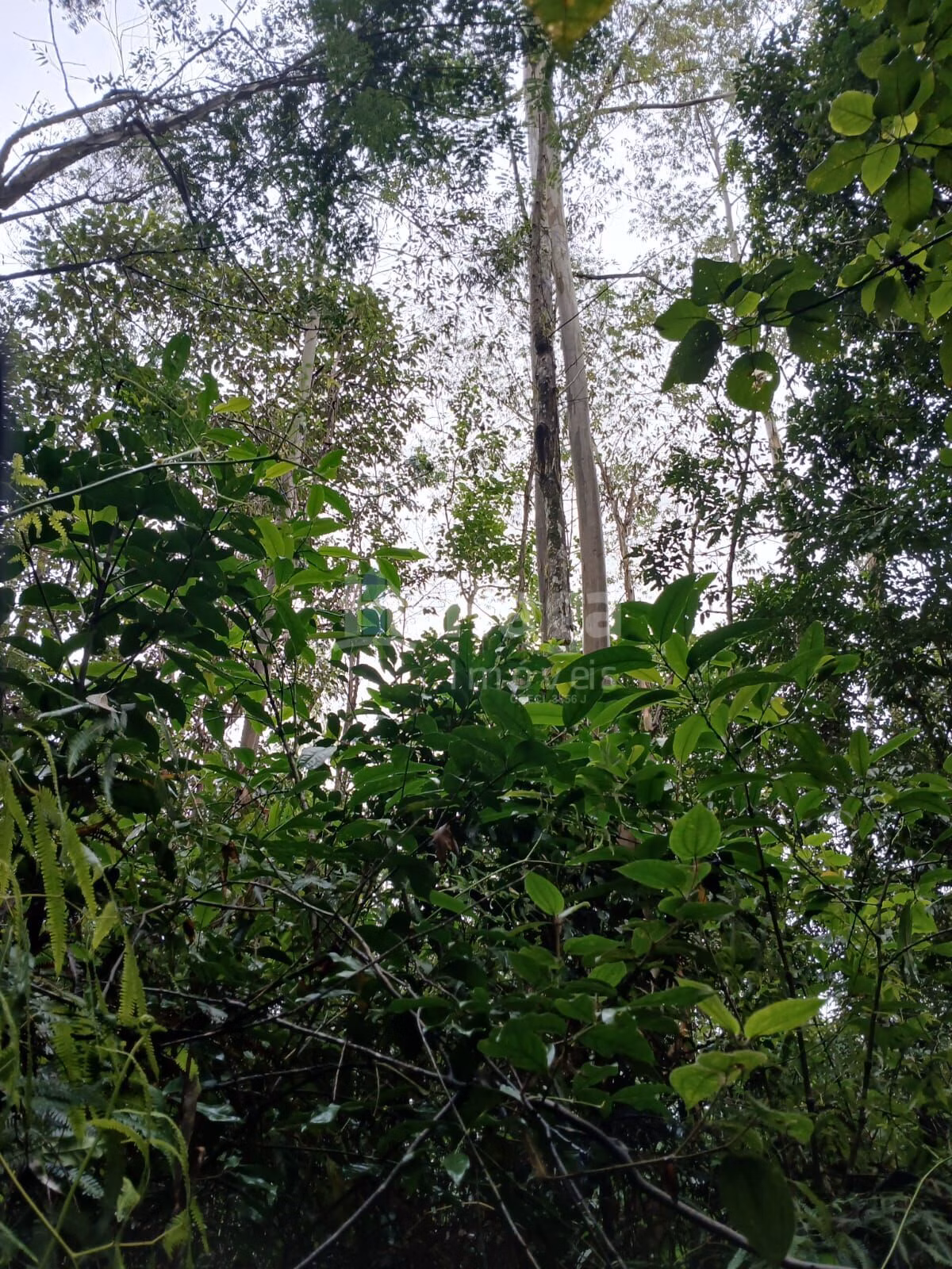 Fazenda de 20 ha em Turvo, SC