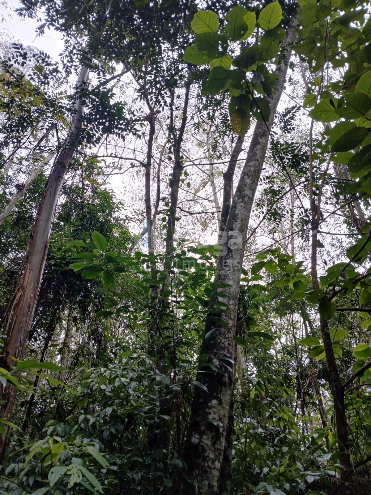 Fazenda de 20 ha em Turvo, SC
