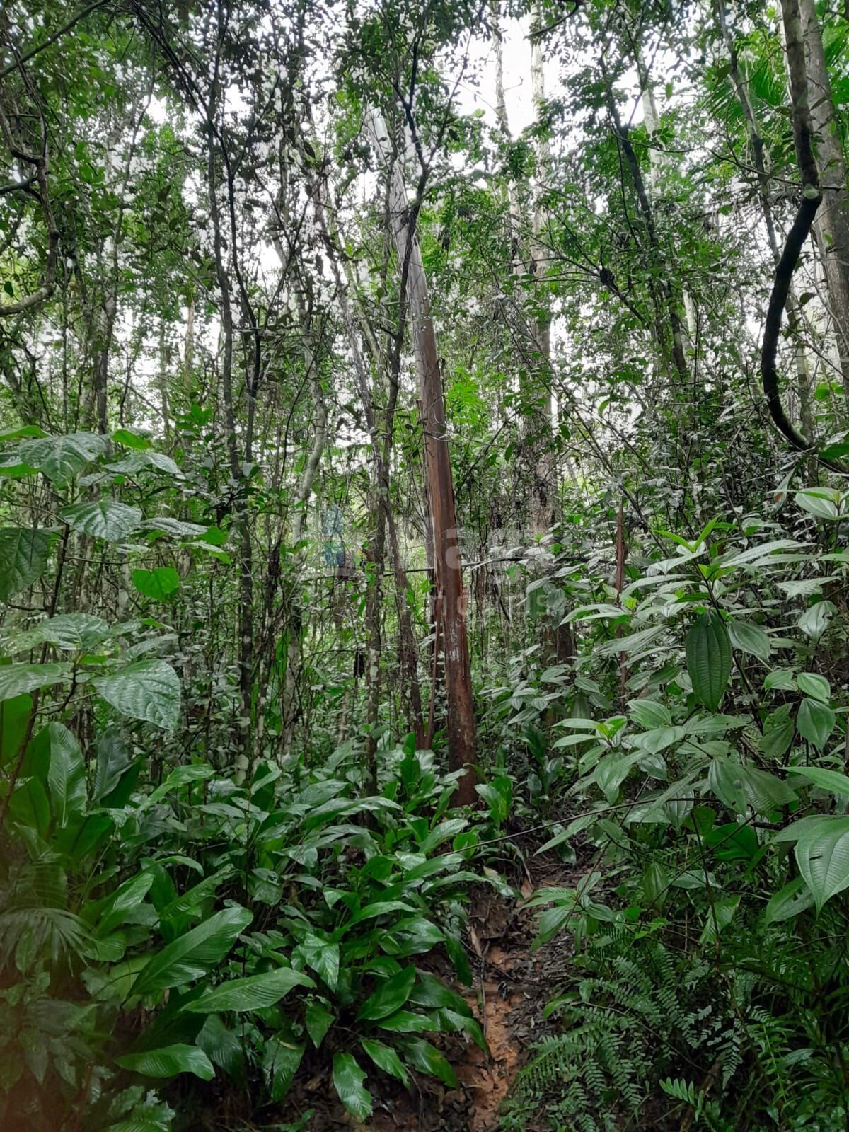 Fazenda de 20 ha em Turvo, SC