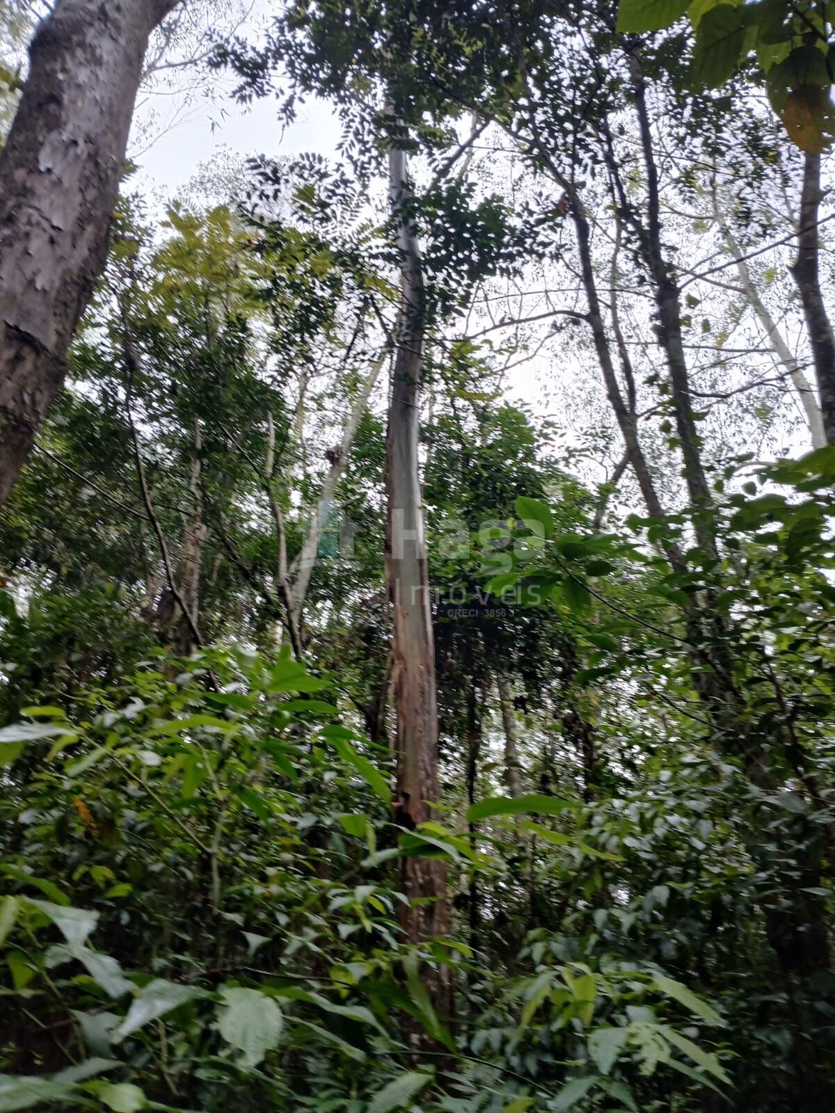 Fazenda de 20 ha em Turvo, SC