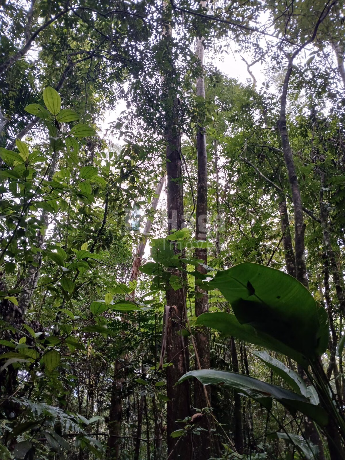 Fazenda de 20 ha em Turvo, SC