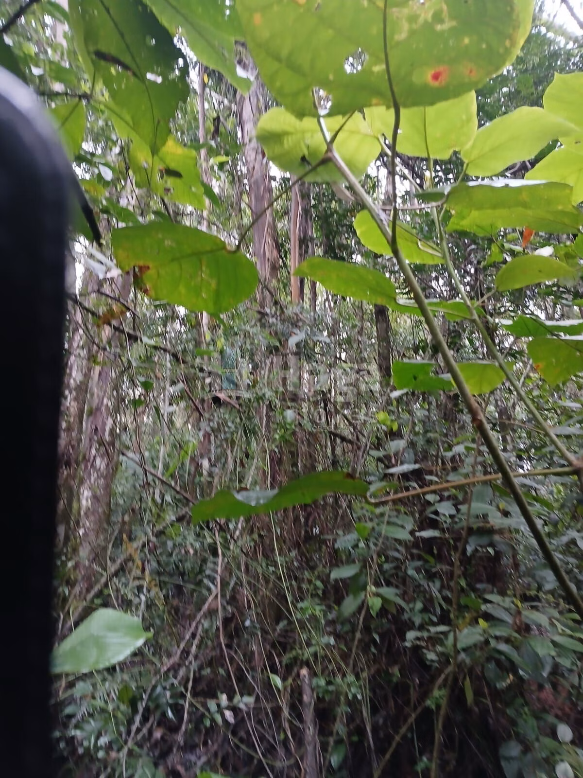 Fazenda de 20 ha em Turvo, SC
