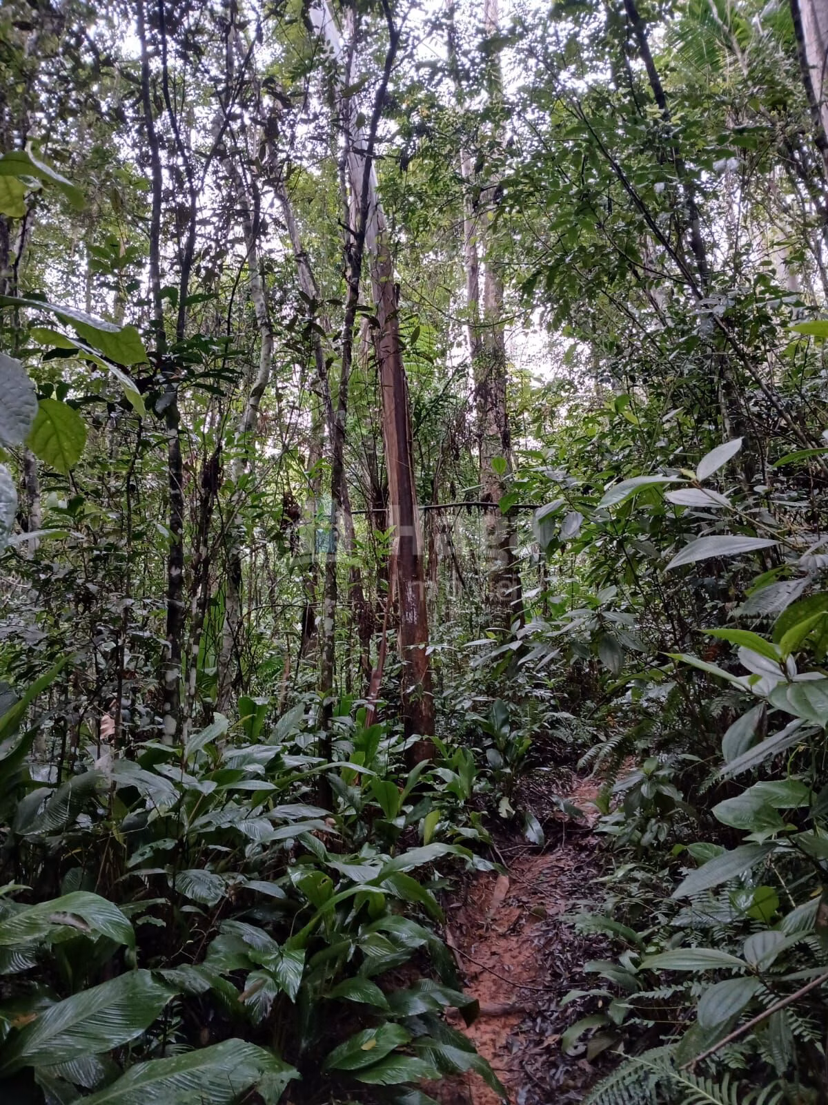 Fazenda de 20 ha em Turvo, SC
