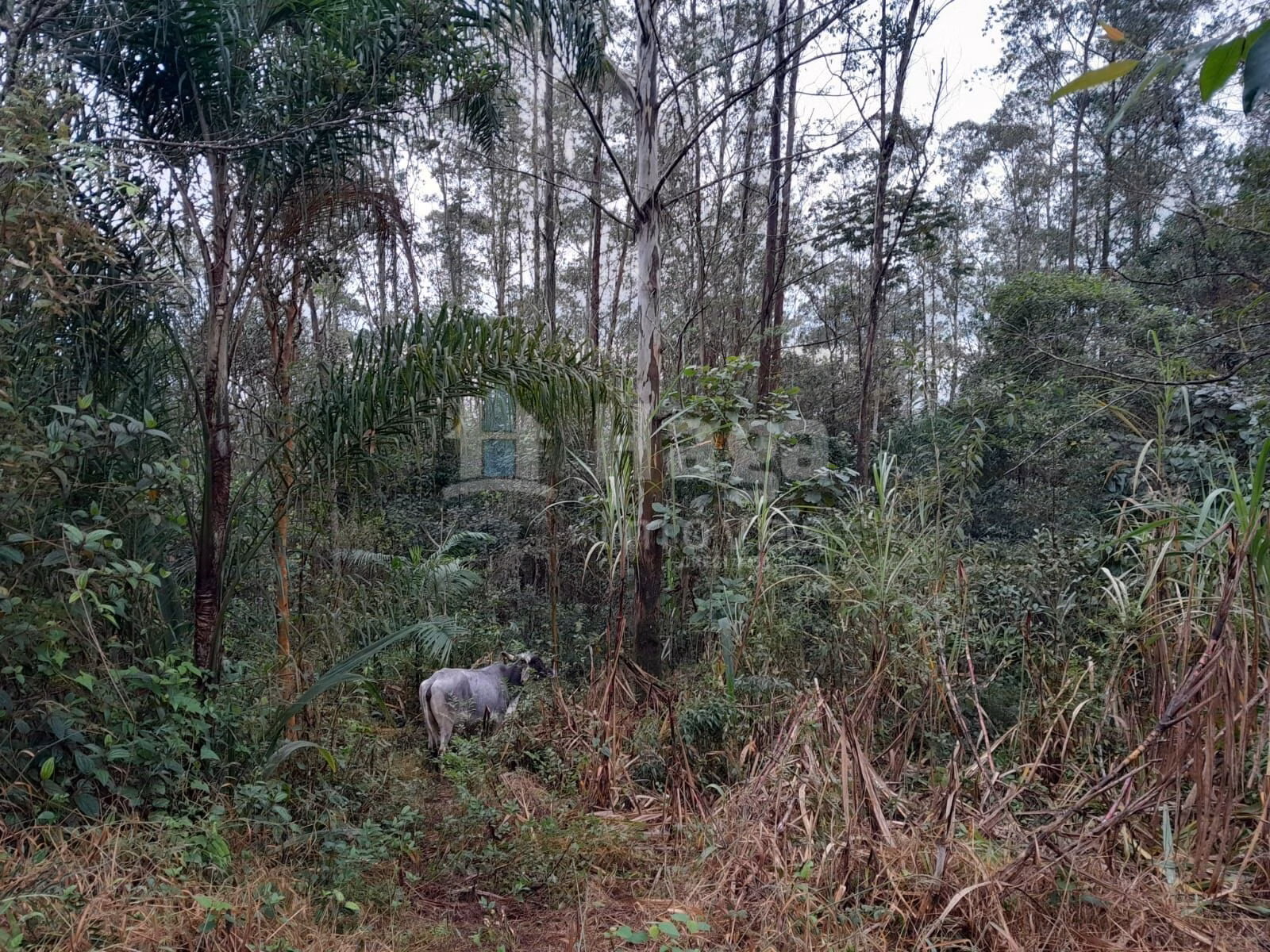 Fazenda de 20 ha em Turvo, SC