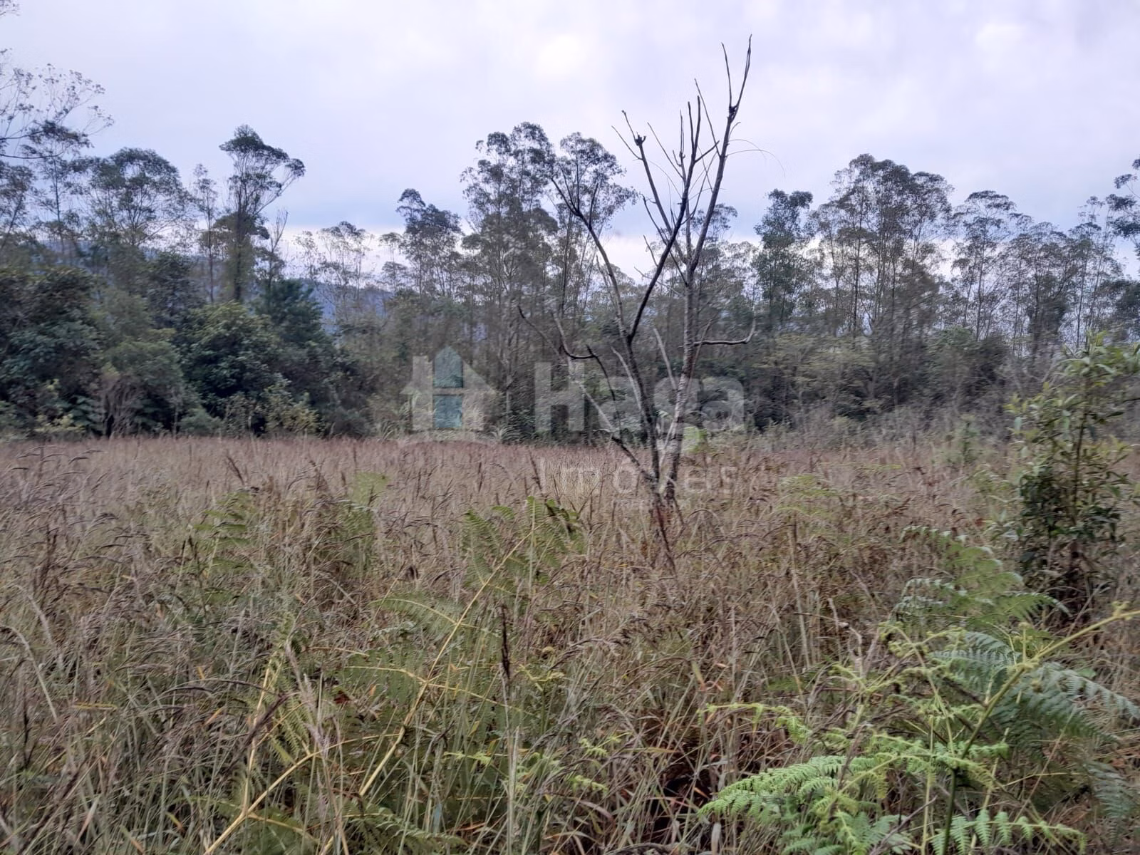 Fazenda de 20 ha em Turvo, SC