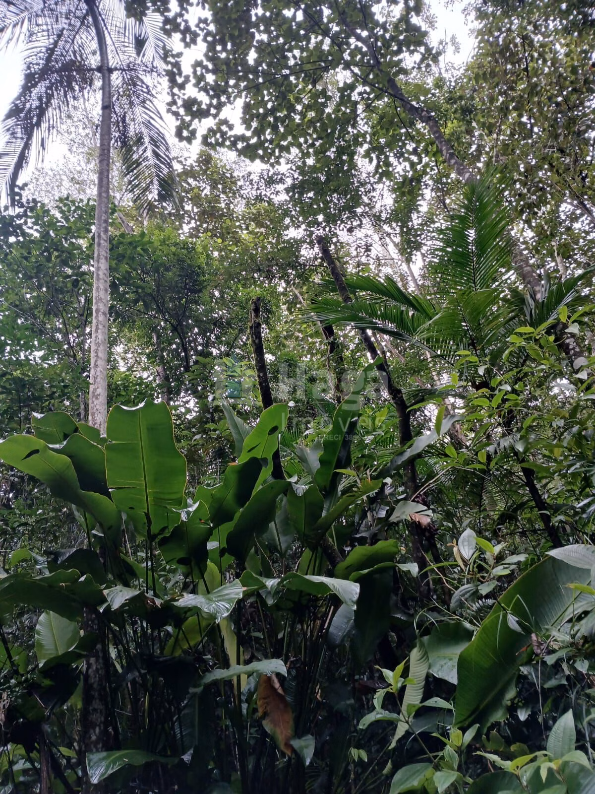 Fazenda de 20 ha em Turvo, SC