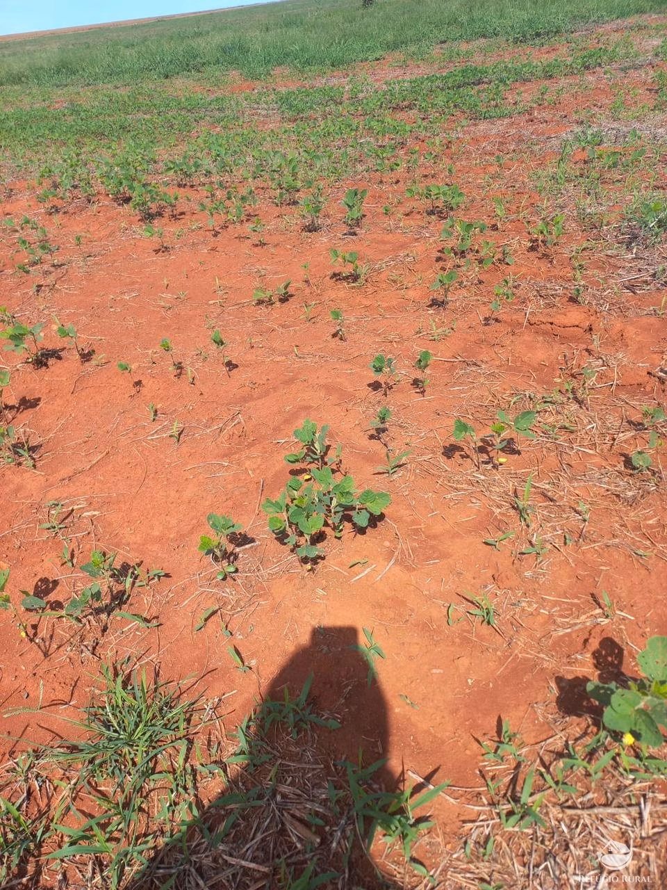 Fazenda de 1.897 ha em Niquelândia, GO