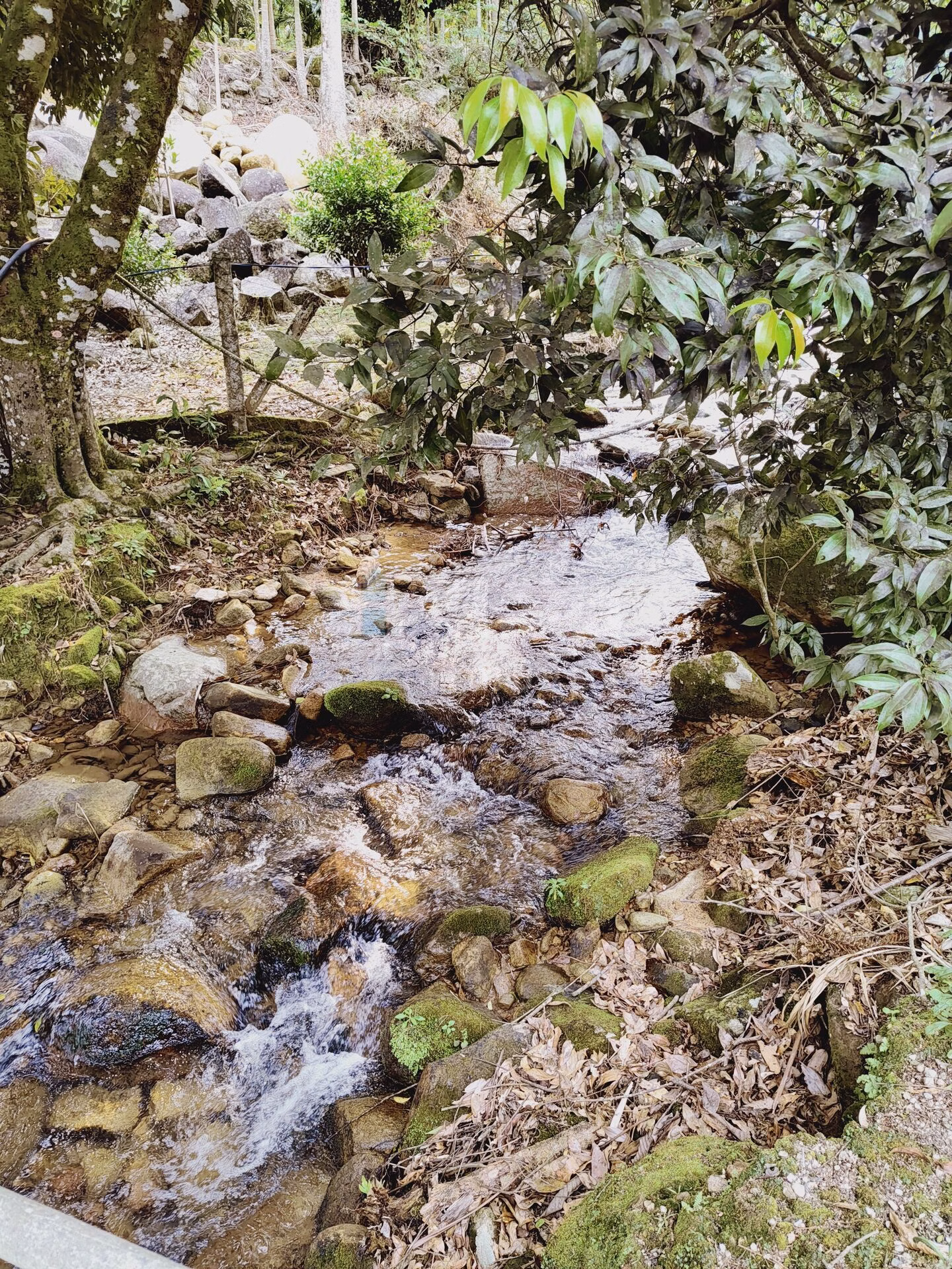 Chácara de 5 ha em Guabiruba, SC